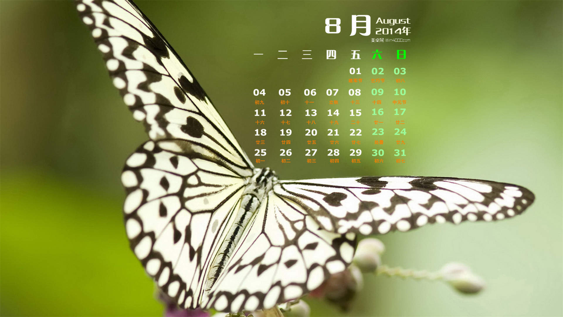 2014年8月日历壁纸性感女星詹妮弗安妮斯顿简约时尚写真图片