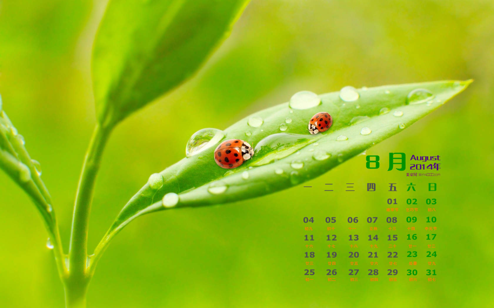 2014年8月日历创意冰块摄影高清电脑桌面主题壁纸(二)图片