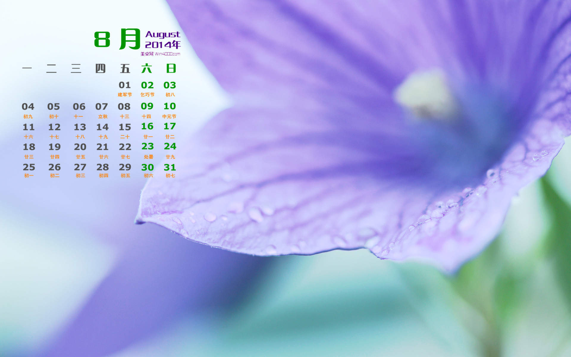2014年8月日历微距花卉摄影图片win7高清电脑桌面壁纸(一)图片