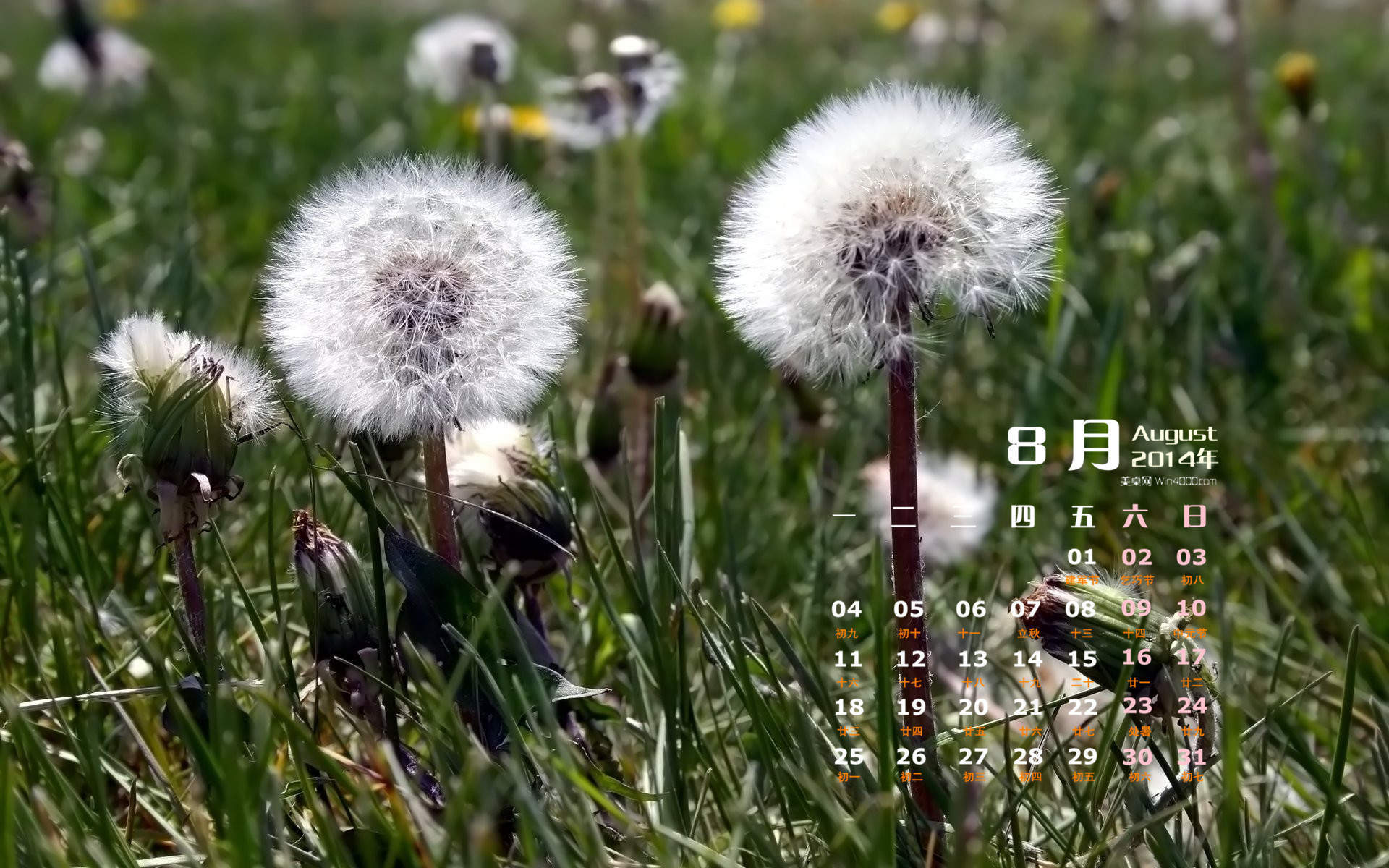2014年8月日历壁纸性感女星詹妮弗安妮斯顿简约时尚写真图片