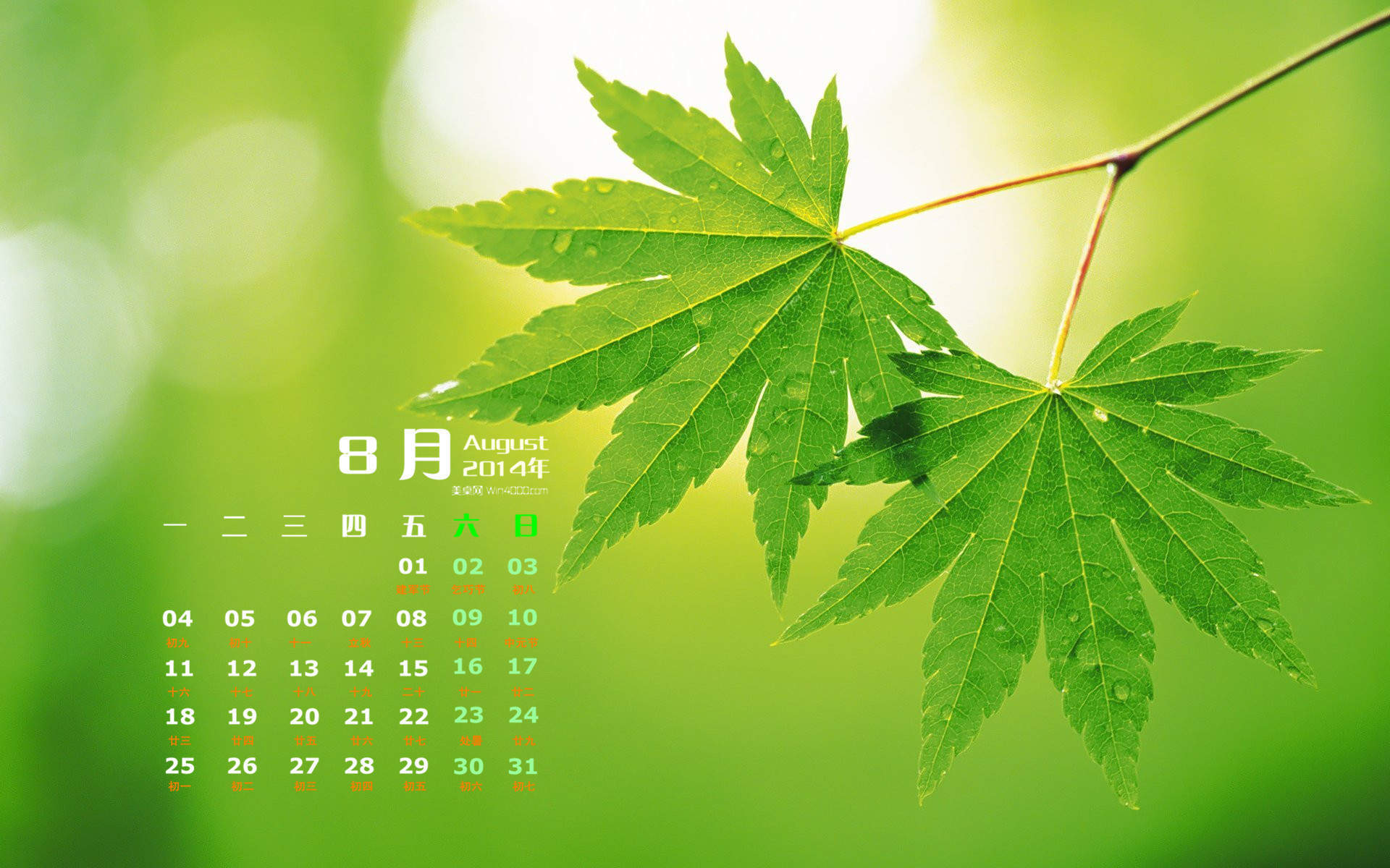 2014年8月日历壁纸性感女星詹妮弗安妮斯顿简约时尚写真图片