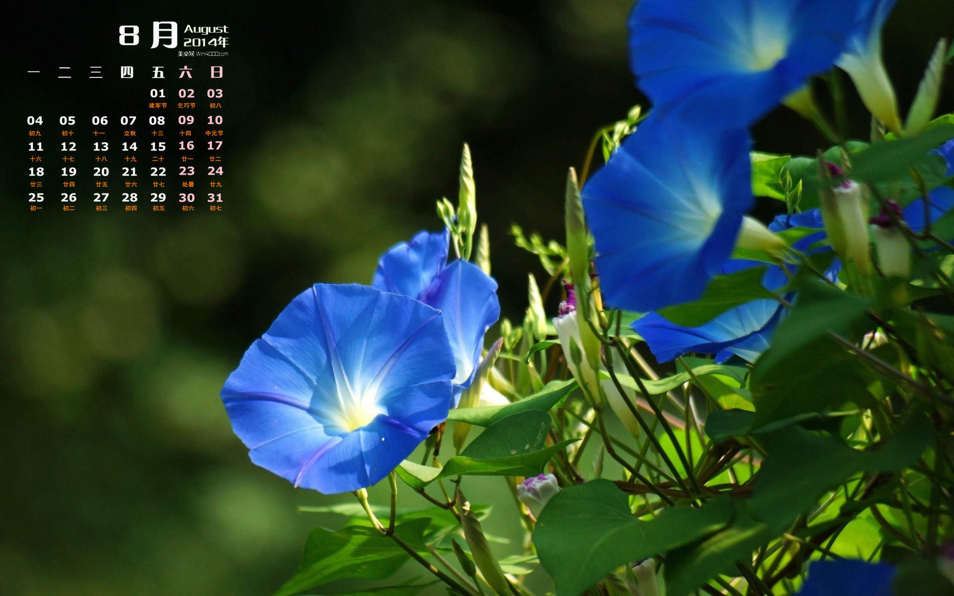 2014年8月日历壁纸性感女星詹妮弗安妮斯顿简约时尚写真图片