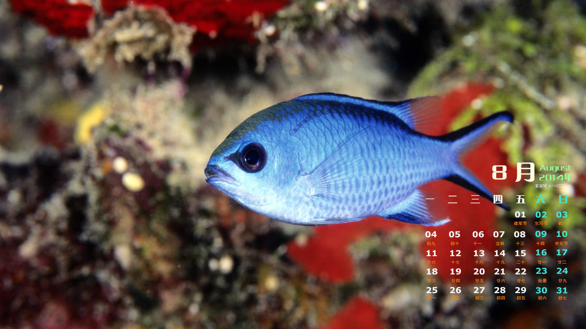2014年8月日历图片