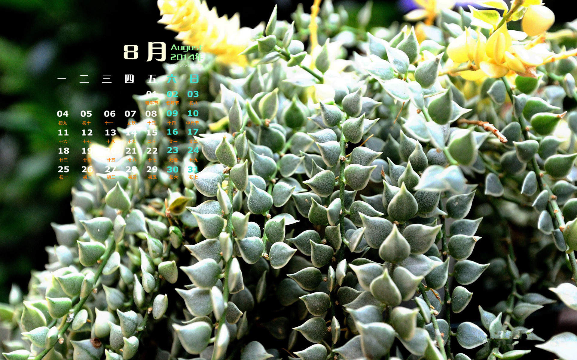 2014年8月日历壁纸性感女星詹妮弗安妮斯顿简约时尚写真图片