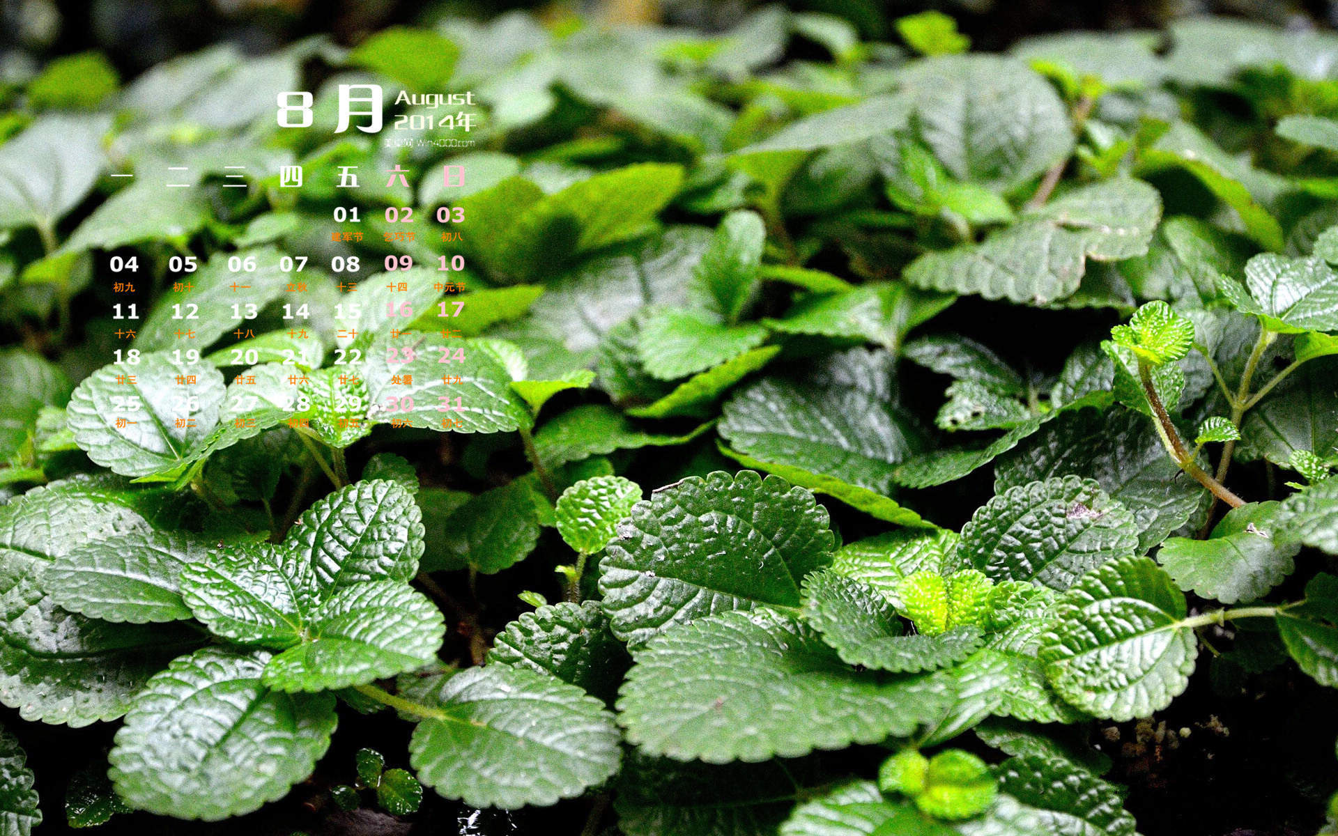 2014年8月日历壁纸性感女星詹妮弗安妮斯顿简约时尚写真图片