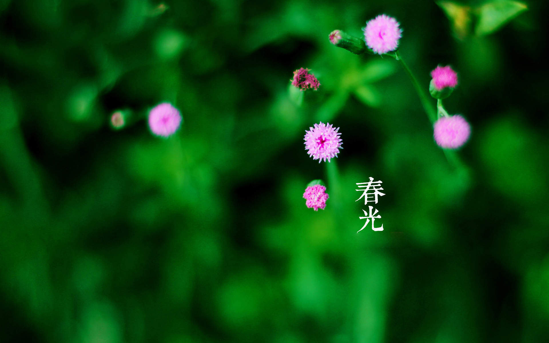 花卉壁纸图片