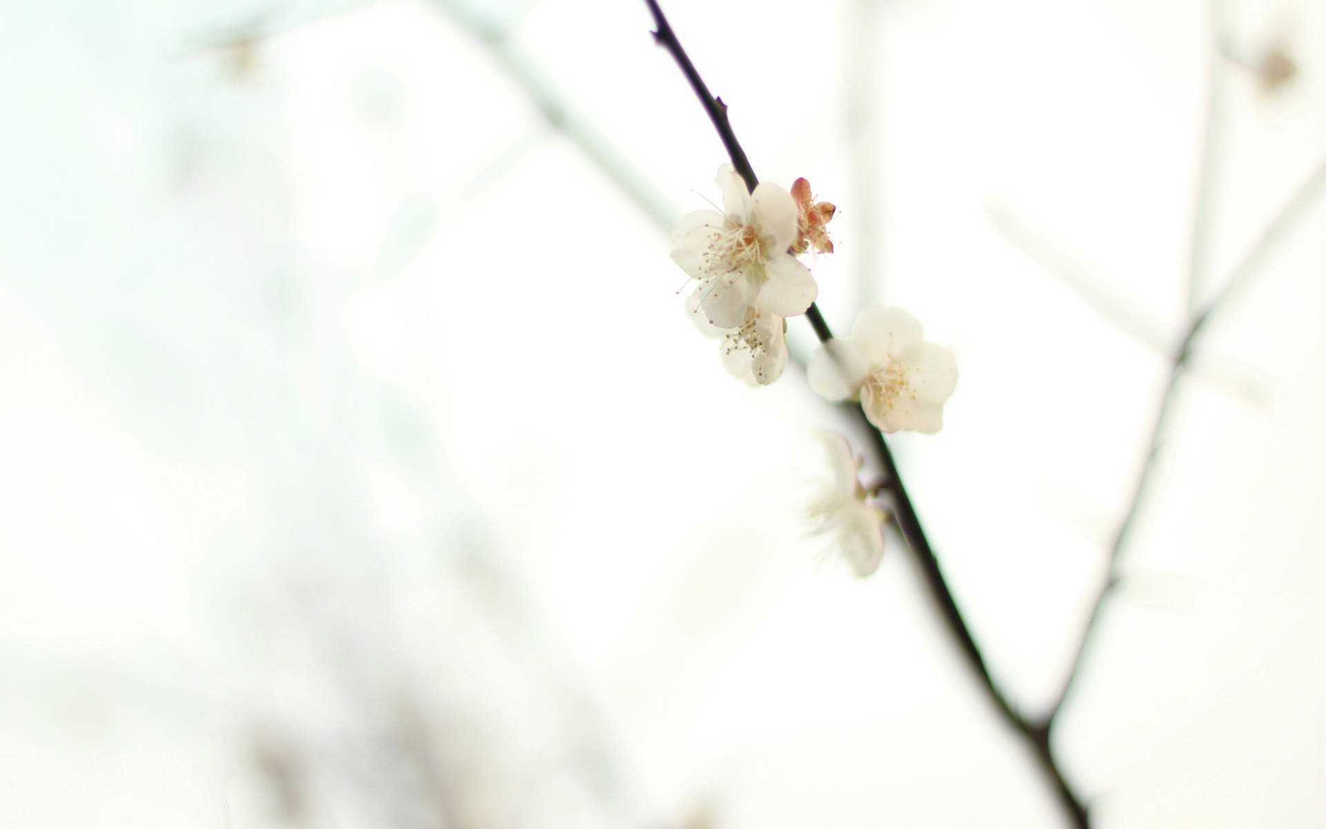 花卉壁纸图片