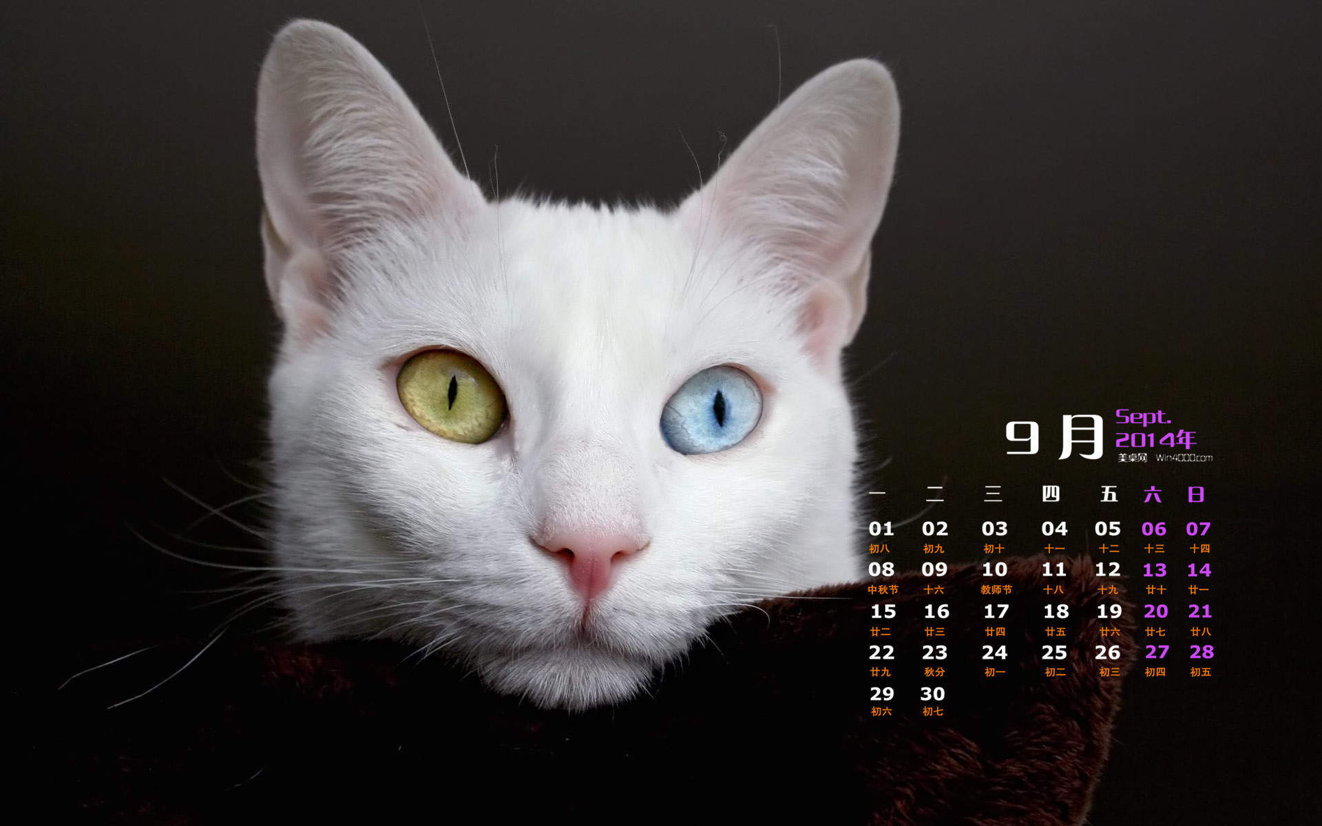 2022年9月日历可爱动物猫咪高清桌面壁纸图片图片