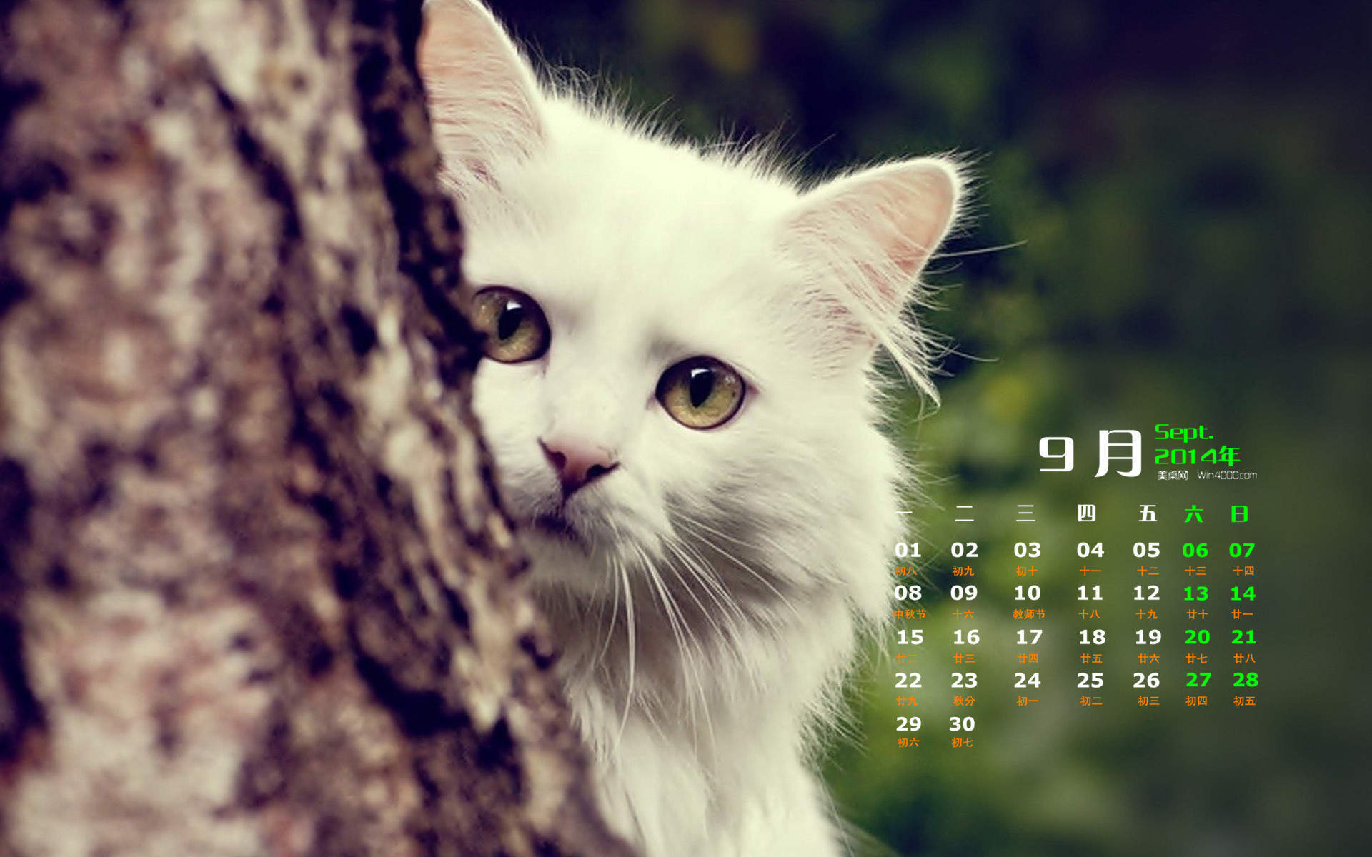 草地上可爱的猫咪宝贝桌面壁纸图片