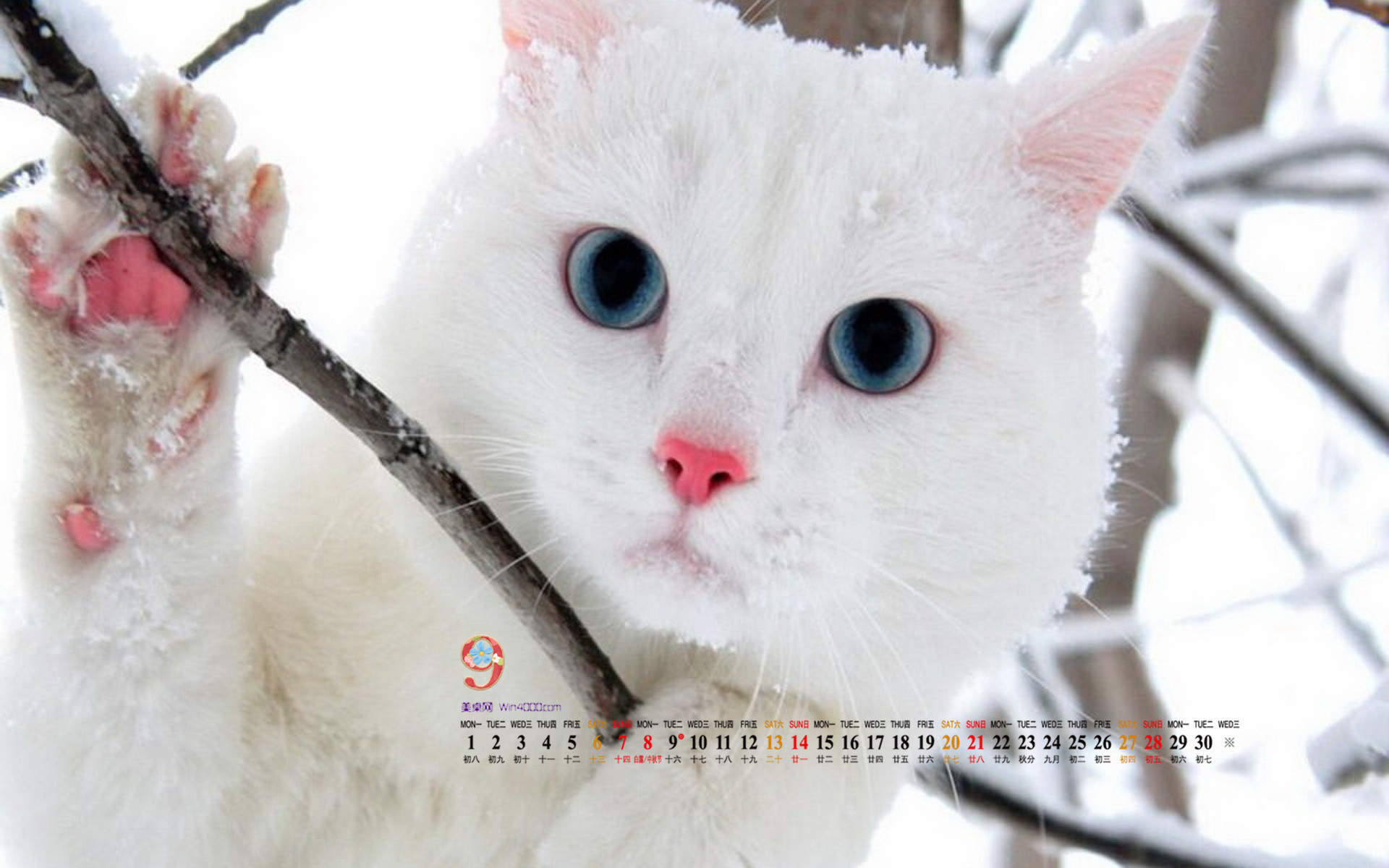 2014年9月日历壁纸超萌的可爱白色小猫咪高清图片(二)图片