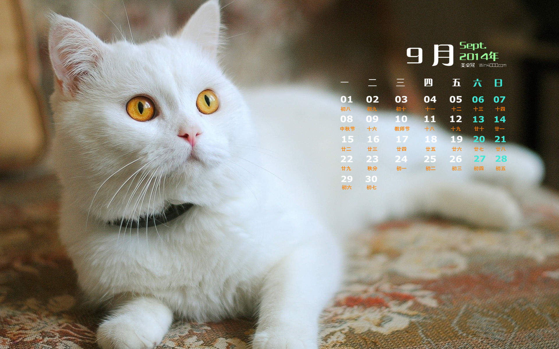 2015年1月日历壁纸可爱动物卖萌的猫咪高清图片大全(二)图片