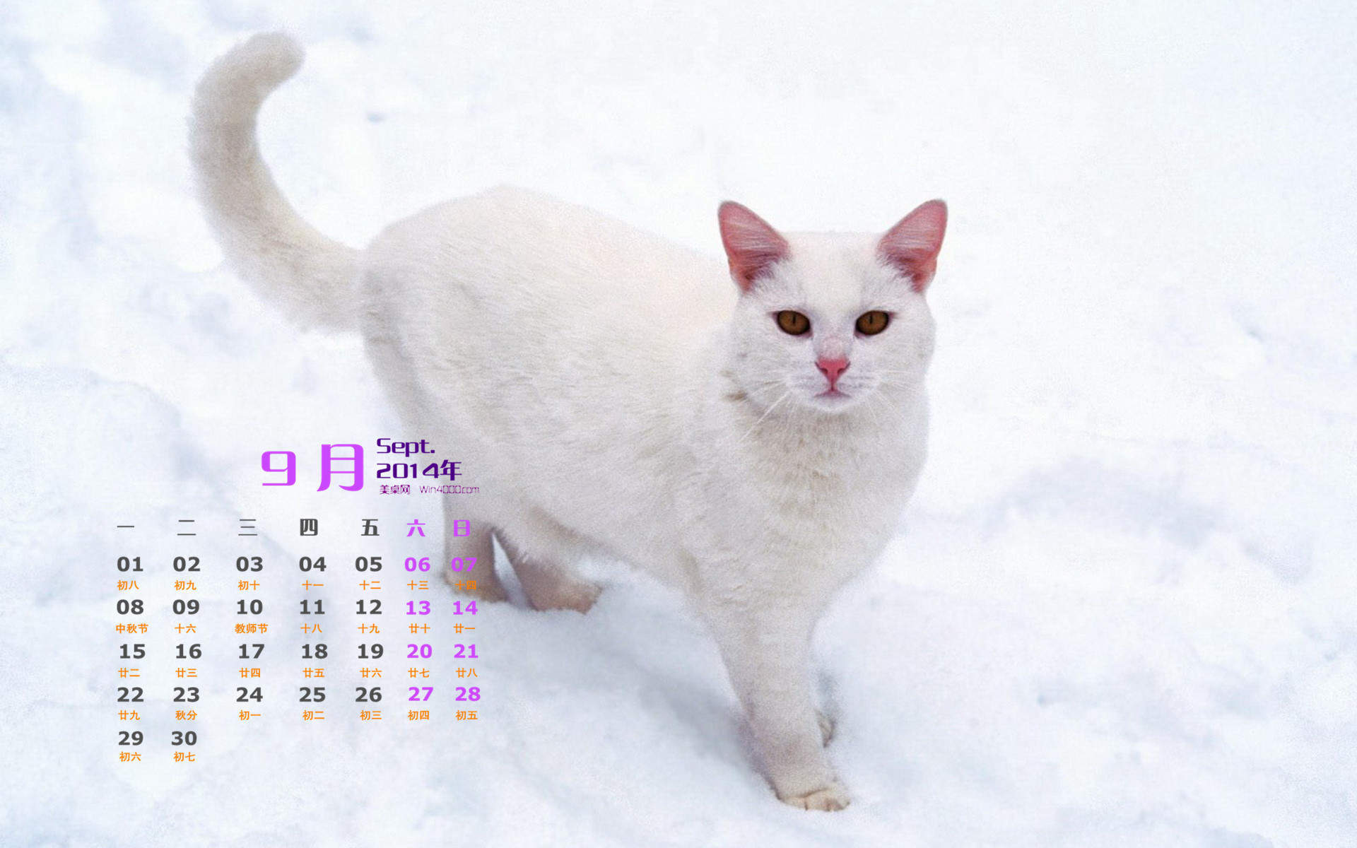 可爱宠物小猫咪呆萌抓拍特写桌面壁纸下载图片