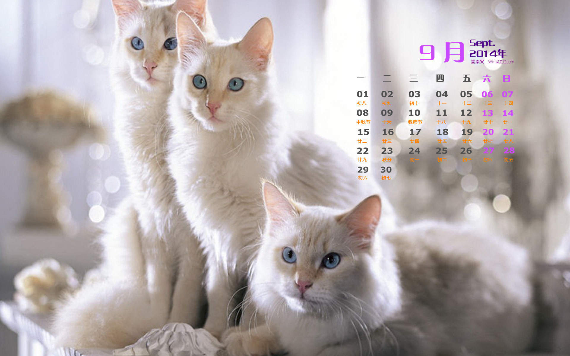 2015年1月日历壁纸惹人怜爱的可爱猫咪大图高清图集第一辑图片