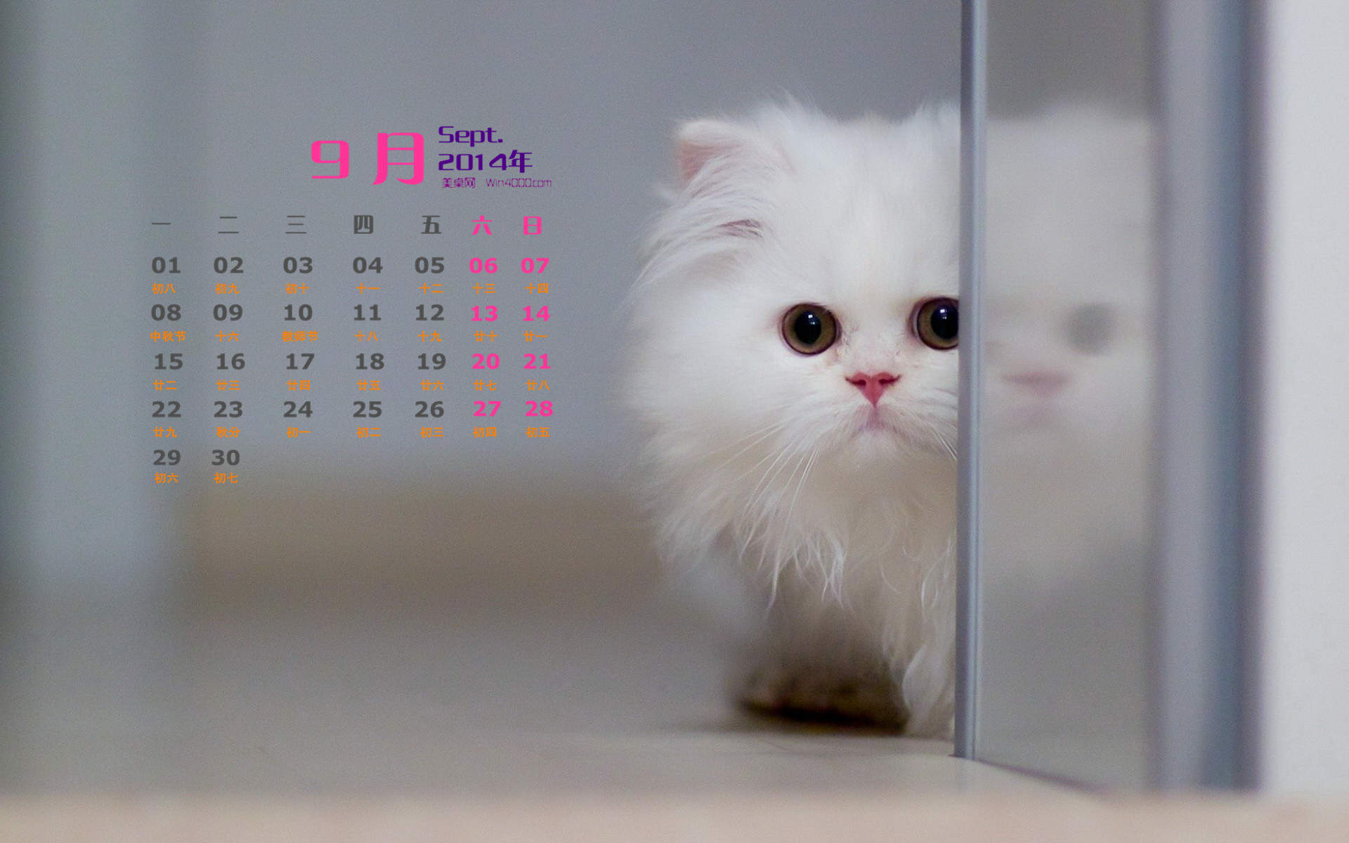 可爱宠物小猫咪呆萌抓拍特写桌面壁纸下载图片