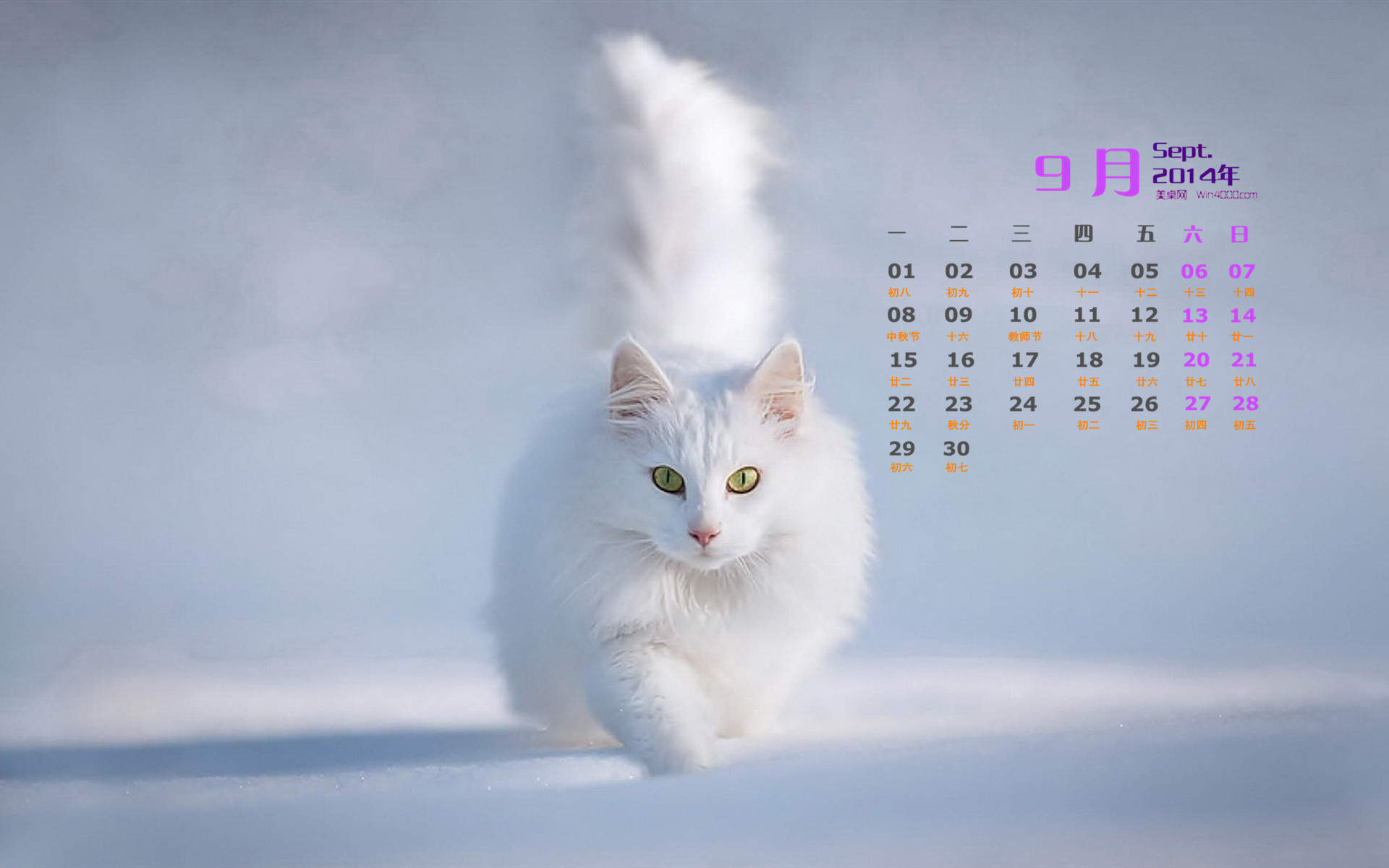 2014年9月日历壁纸超萌的可爱白色小猫咪高清图片(二)图片