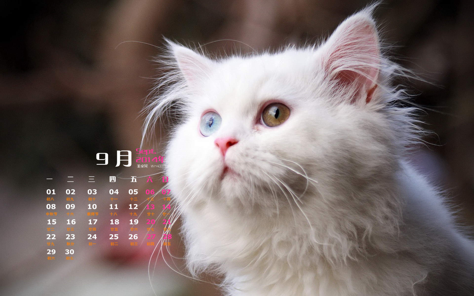 2014年9月日历壁纸超萌的可爱白色小猫咪高清图片(二)图片