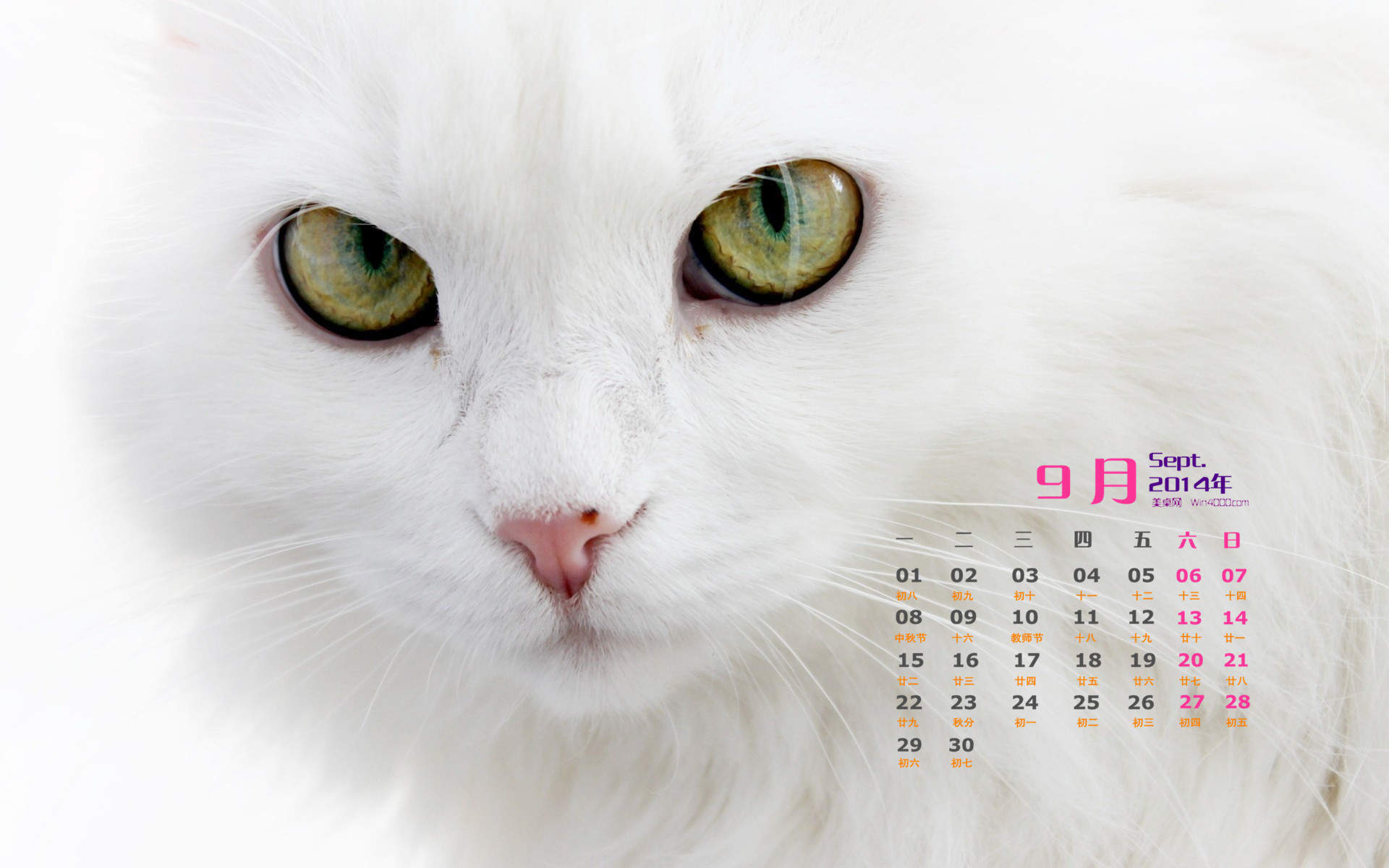 2015年1月日历壁纸惹人怜爱的可爱猫咪大图高清图集第一辑图片