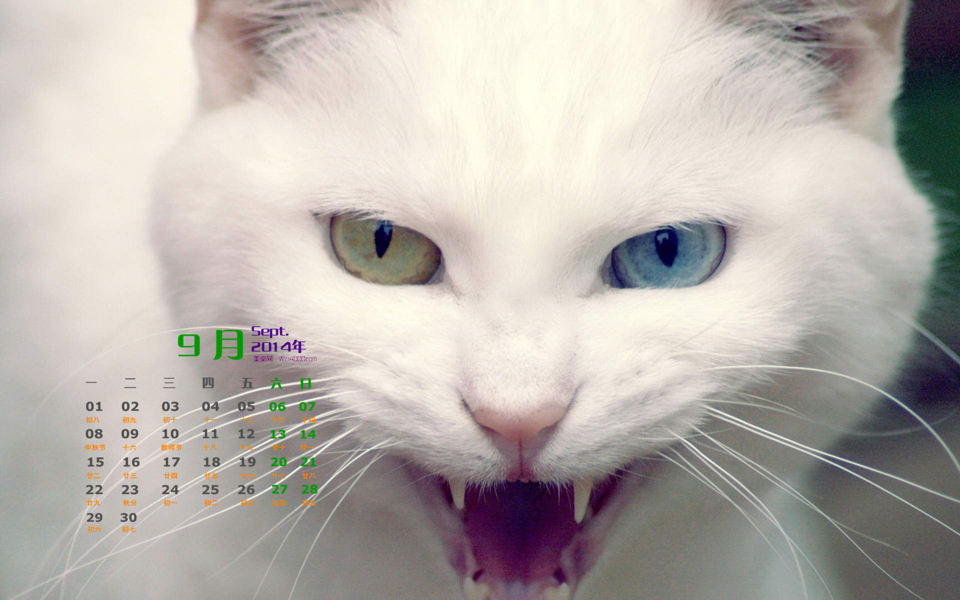 2015年1月日历壁纸惹人怜爱的可爱猫咪大图高清图集第一辑图片
