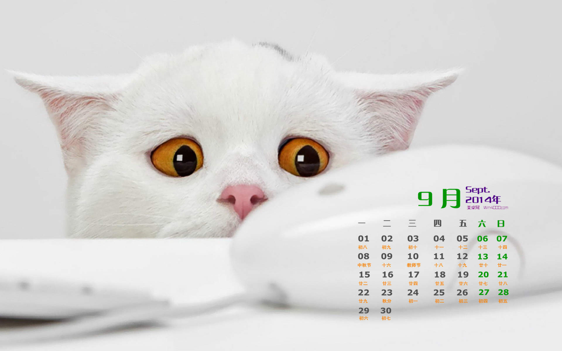 2015年1月日历壁纸惹人怜爱的可爱猫咪大图高清图集第一辑图片
