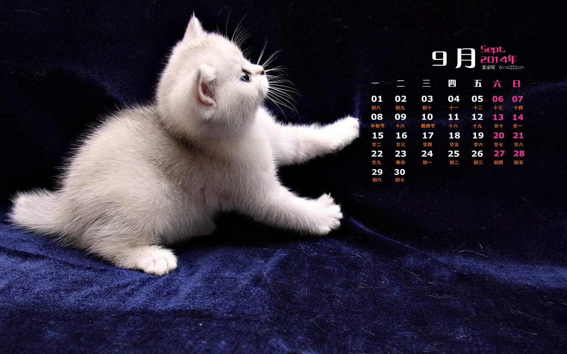 2015年1月日历壁纸惹人怜爱的可爱猫咪大图高清图集第一辑图片
