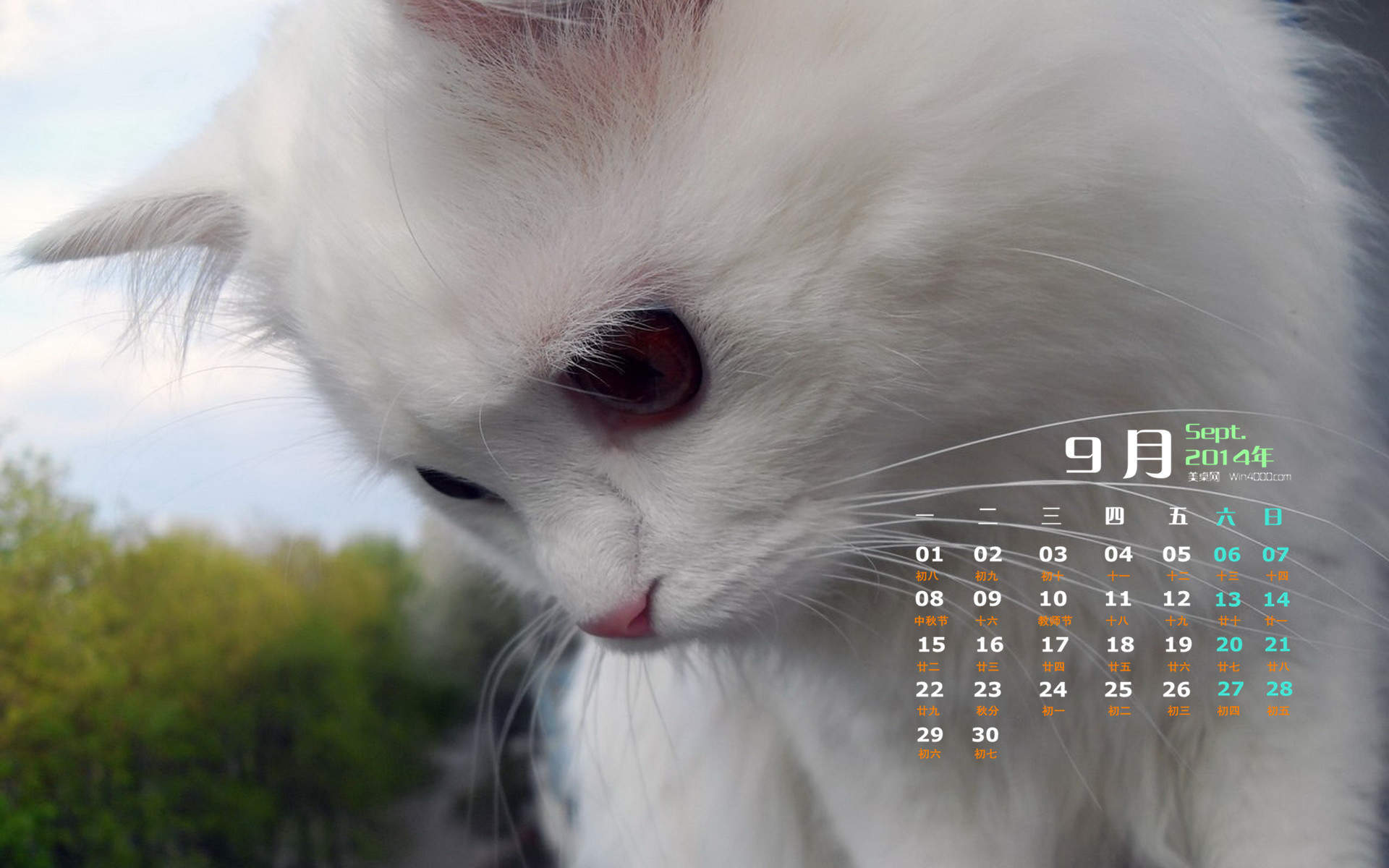 可爱超清的大图合集猫咪手机壁纸下载图片