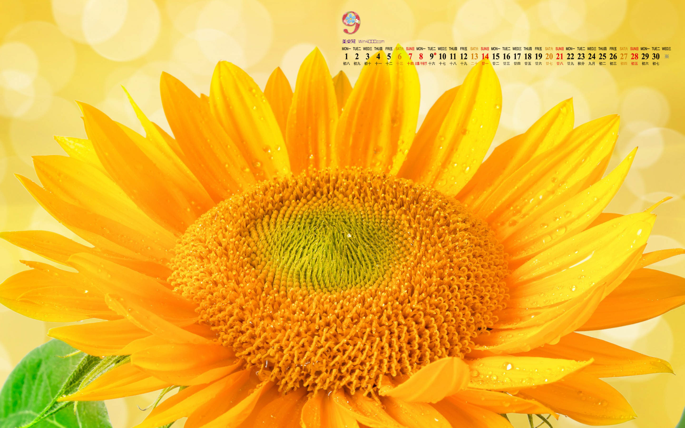 2014年9月日历壁纸秋天太阳下的美丽向日葵图片合集(二)图片