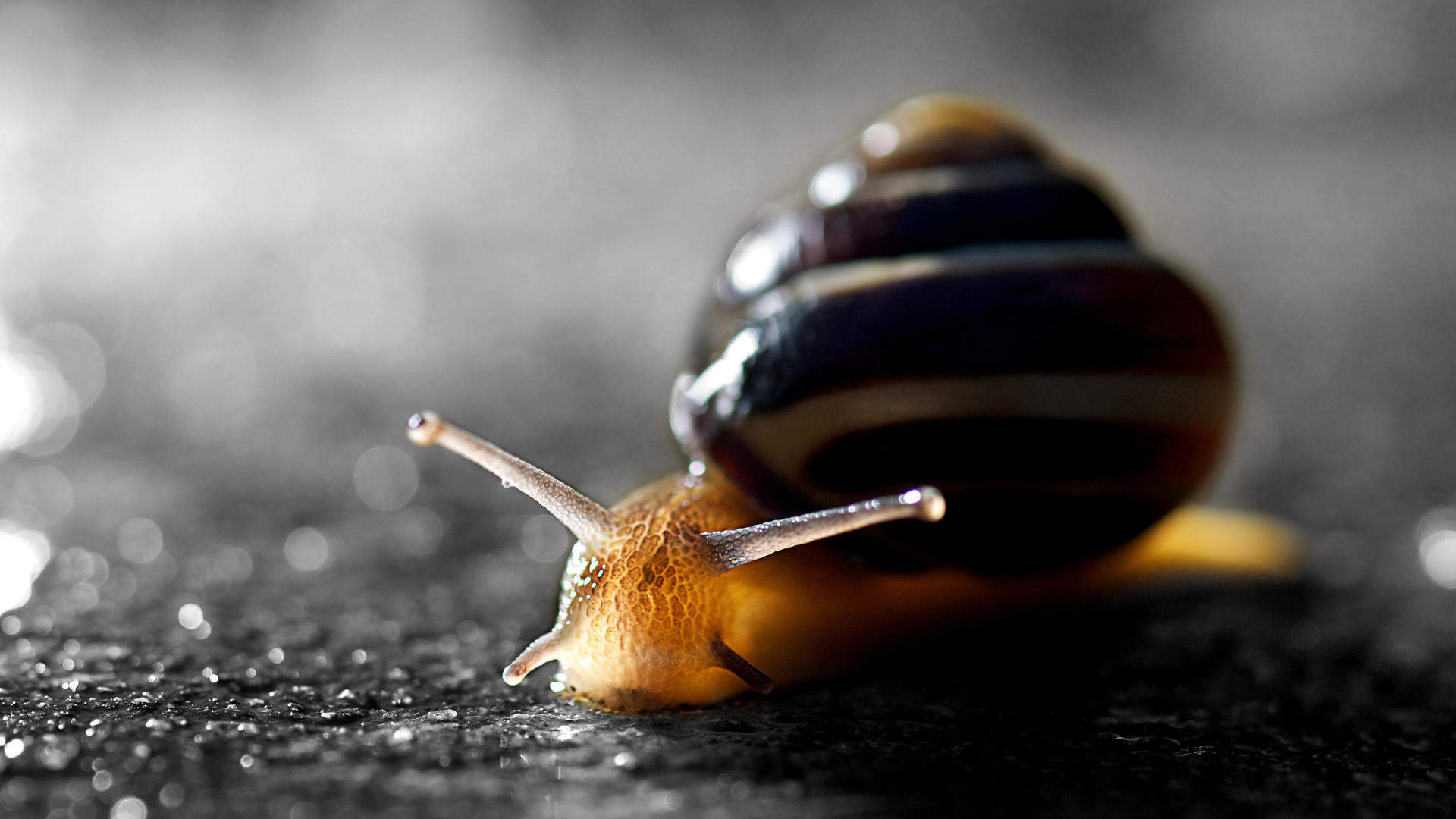 爬行虫类图片