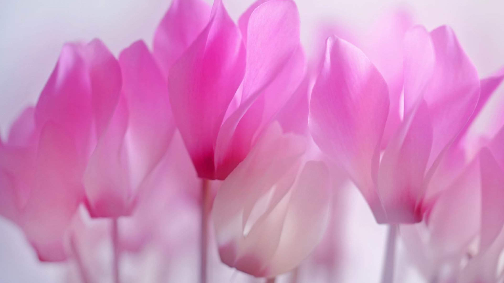 花卉壁纸图片