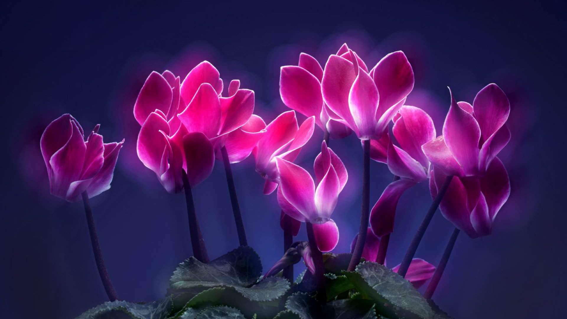 花卉壁纸图片
