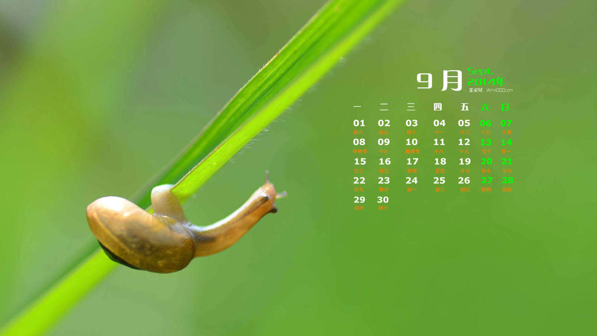 2014年9月日历自然动物蜗牛高清电脑桌面主题壁纸下载图片