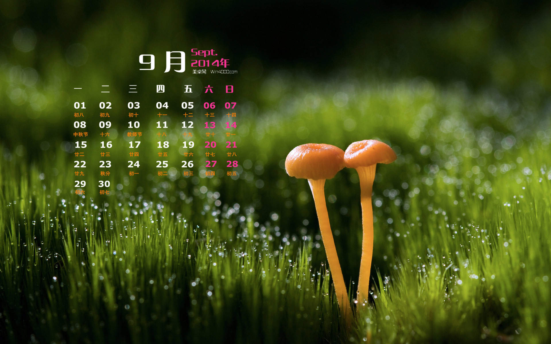 2014年11月日历壁纸唯美好看的大自然森林公园风景图片(一)图片