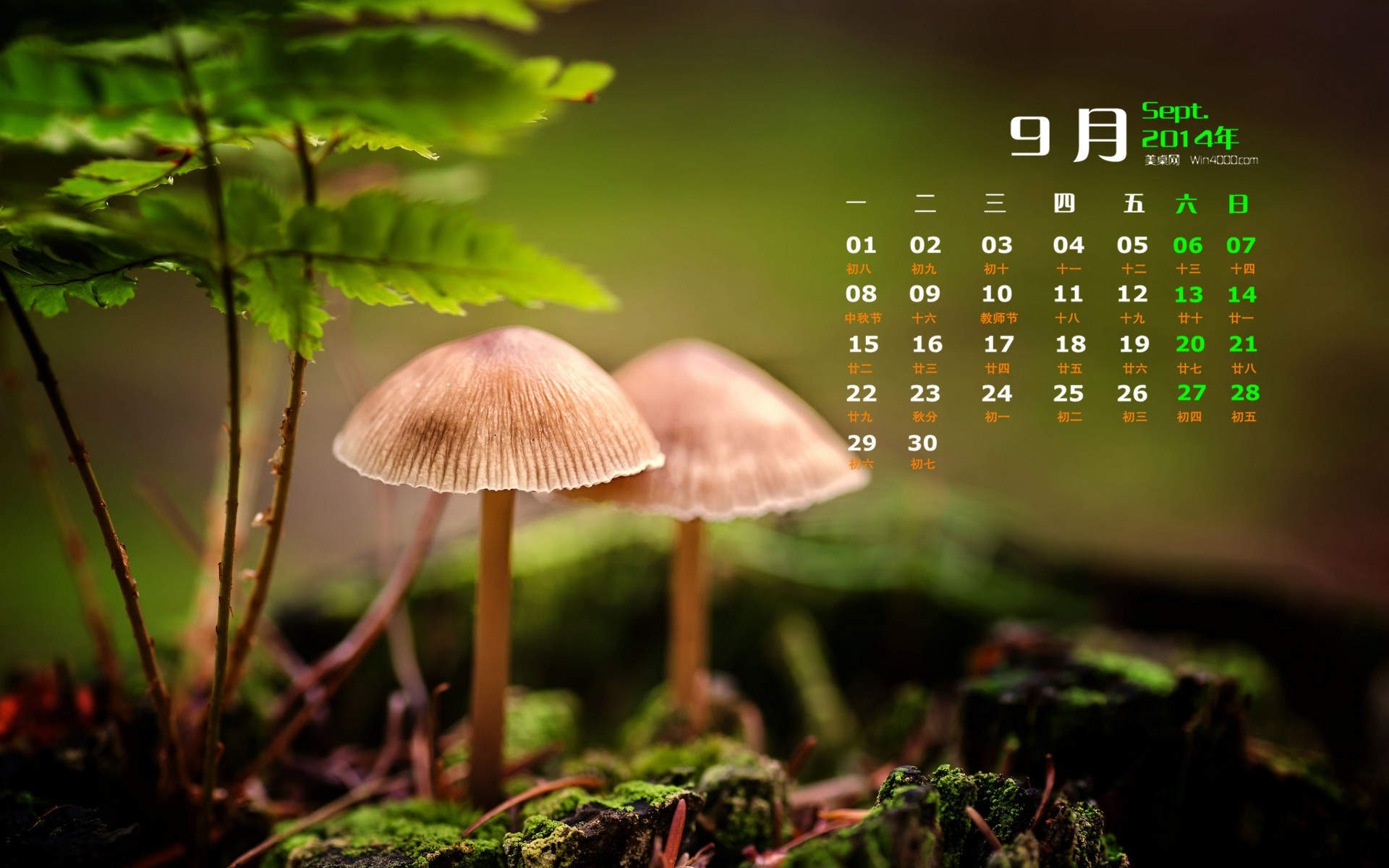 2014年11月日历壁纸唯美好看的大自然森林公园风景图片(一)图片