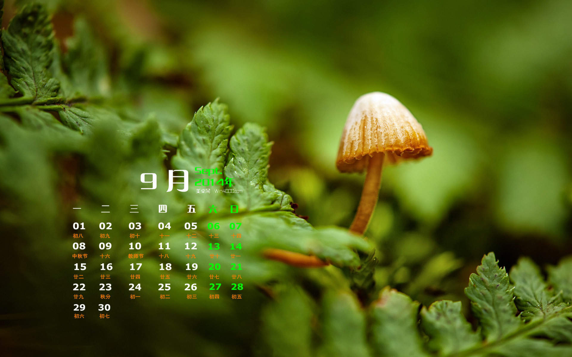 2014年9月日历森林一角小蘑菇win7宽屏电脑桌面主题壁纸图片