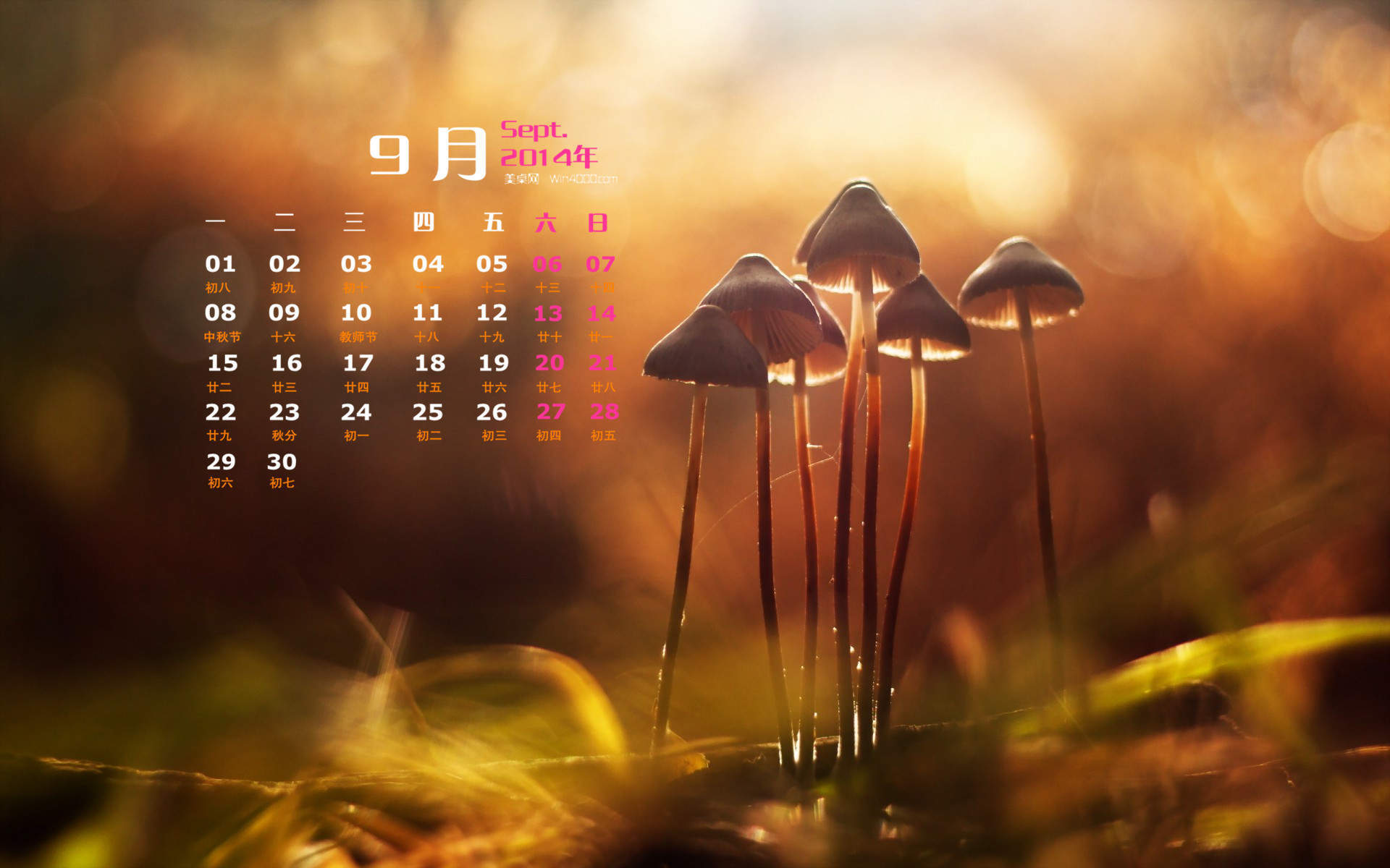 2014年11月日历壁纸唯美好看的大自然森林公园风景图片(一)图片