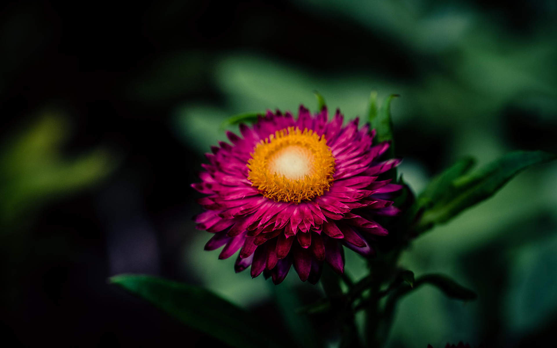花卉壁纸图片