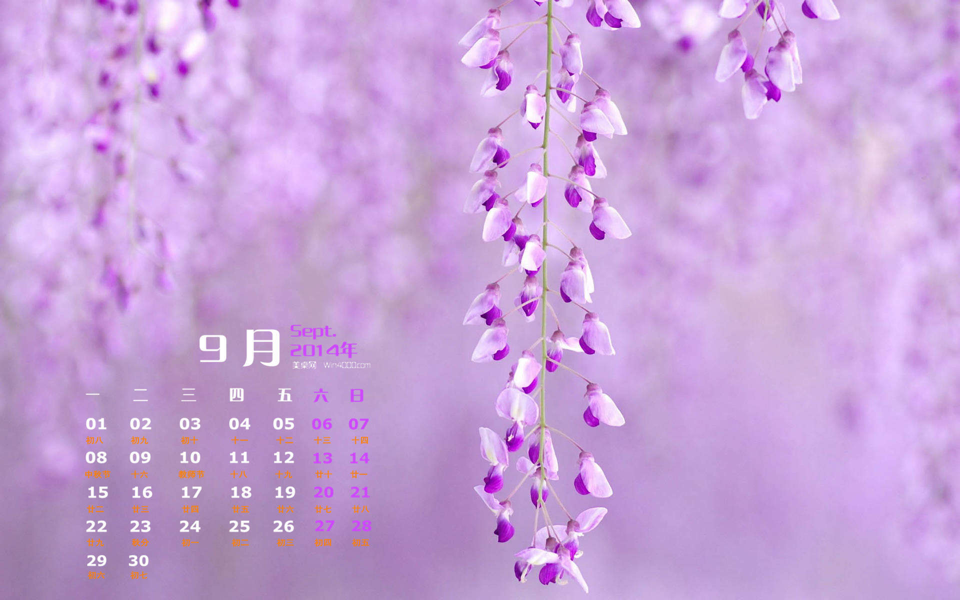 紫花图片