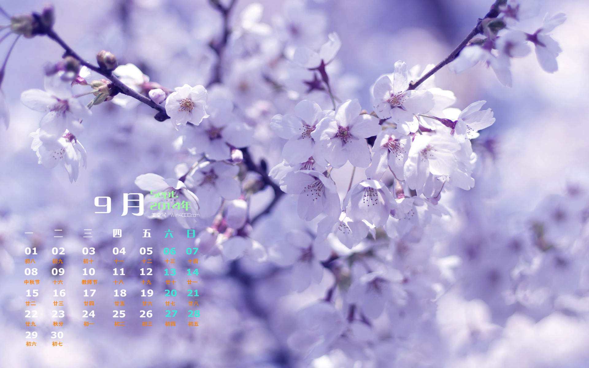 紫花图片