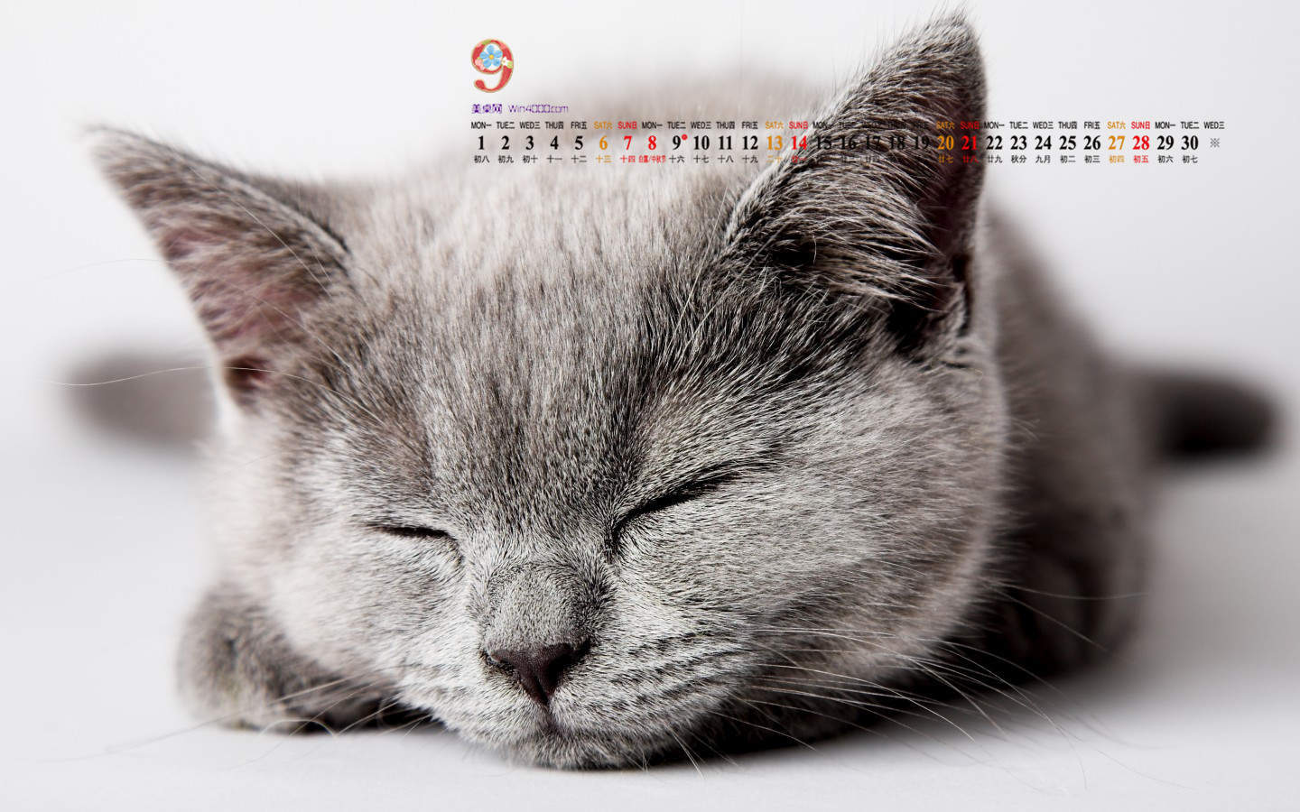 2014年10月日历可爱的小猫咪高清电脑桌面壁纸图片