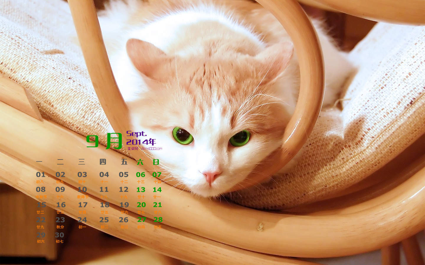 2022年9月日历可爱动物猫咪高清桌面壁纸图片图片