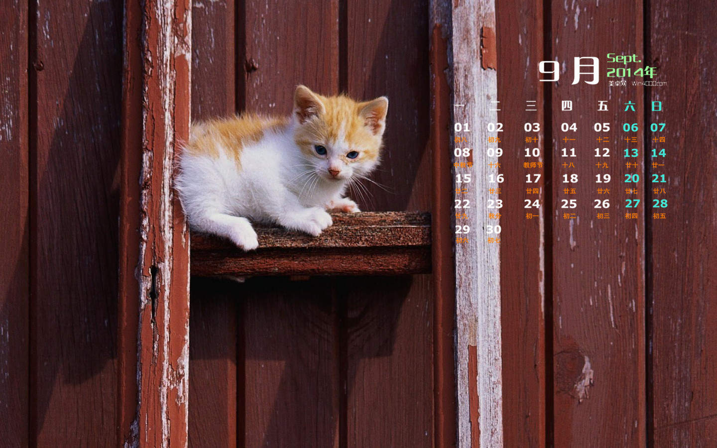 猫咪图片