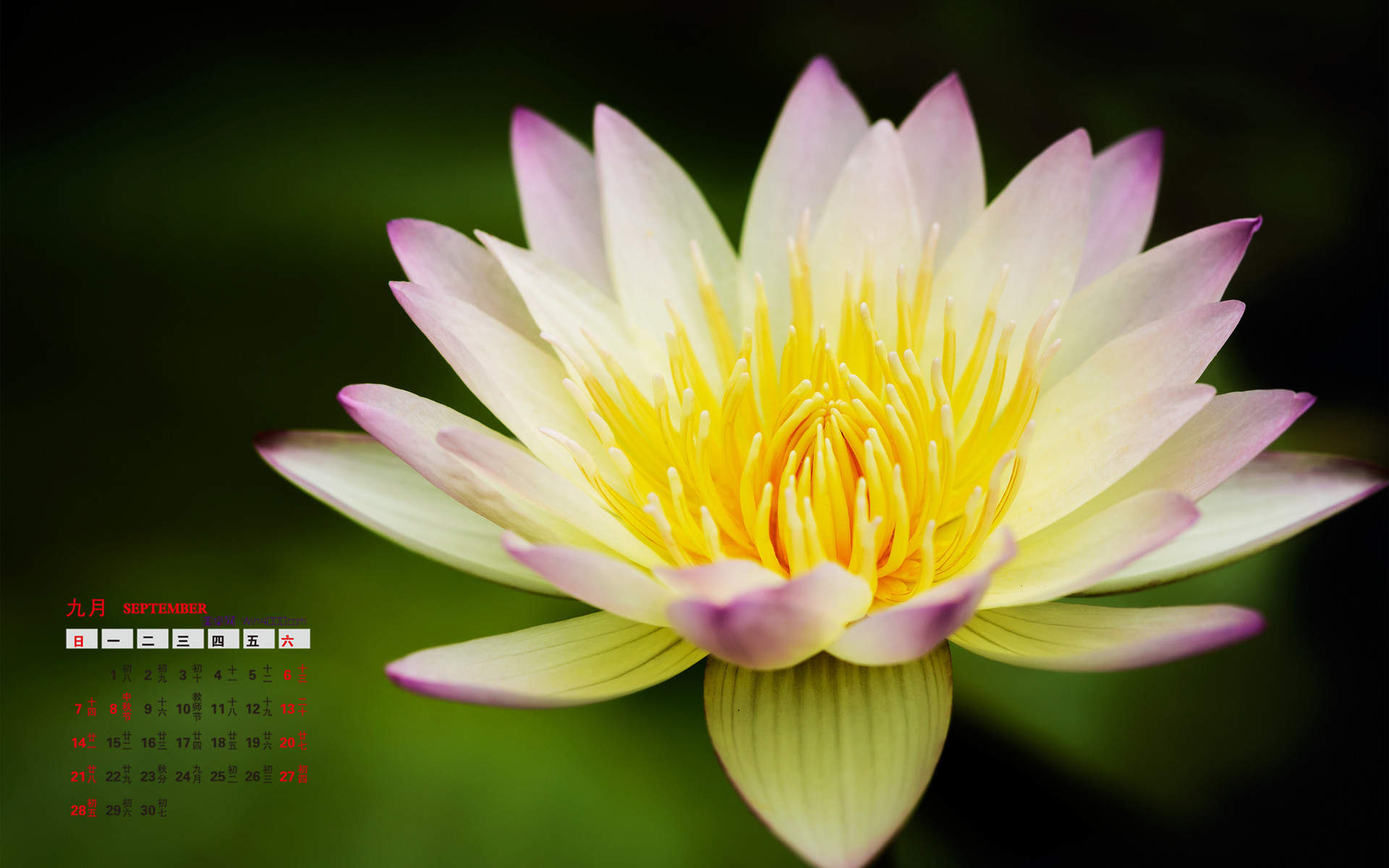 2014年9月日历壁纸清新唯美艳丽多姿绽放的睡莲特写(二)图片