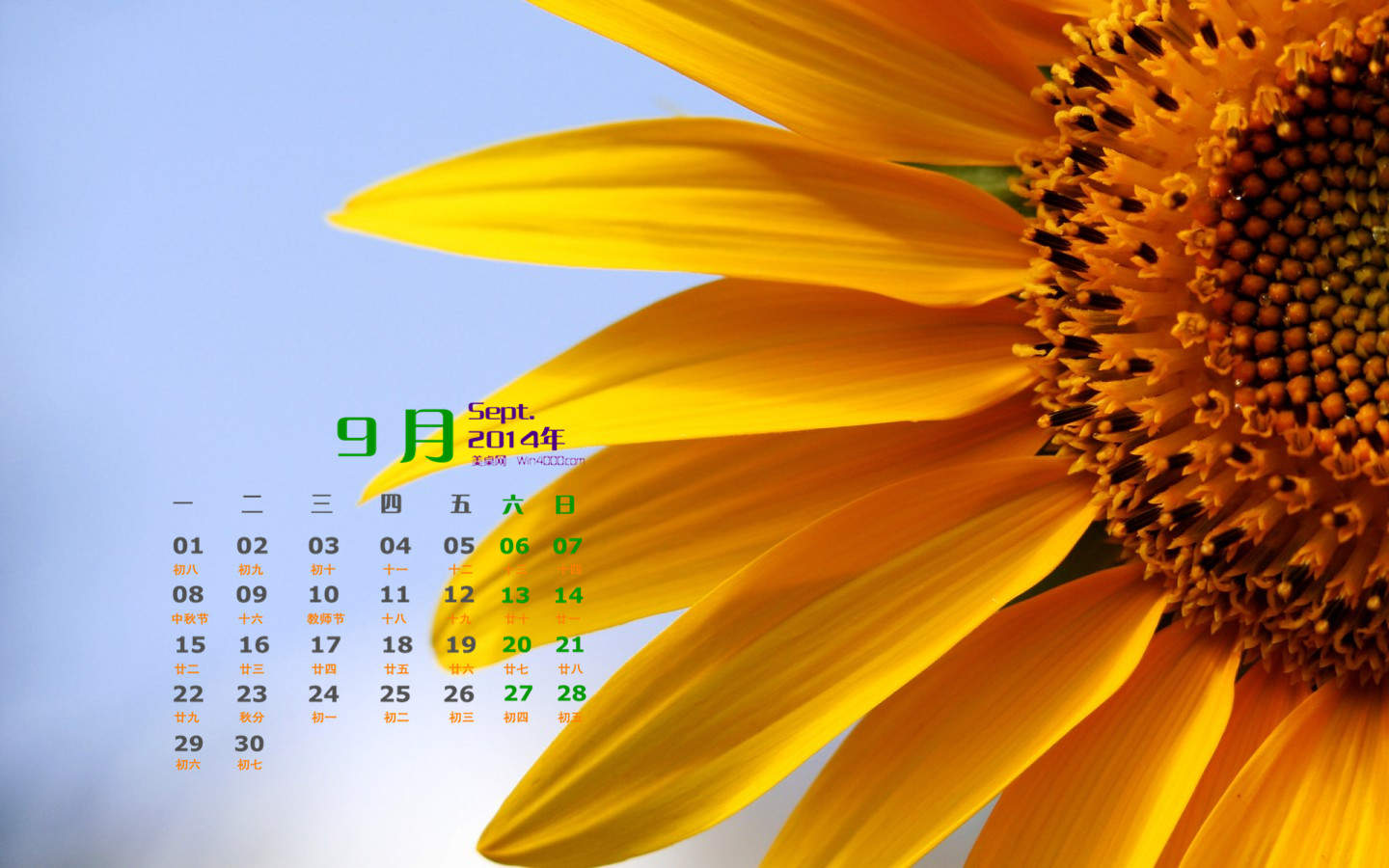2014年9月日历壁纸秋天太阳下的美丽向日葵图片合集(二)图片