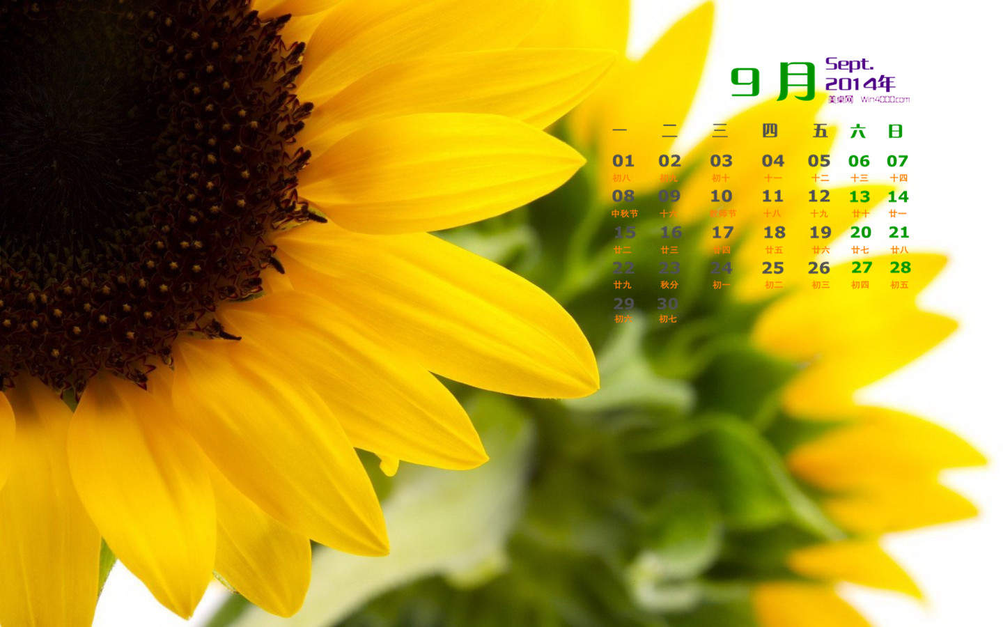 2014年9月日历壁纸秋天太阳下的美丽向日葵图片合集(二)图片