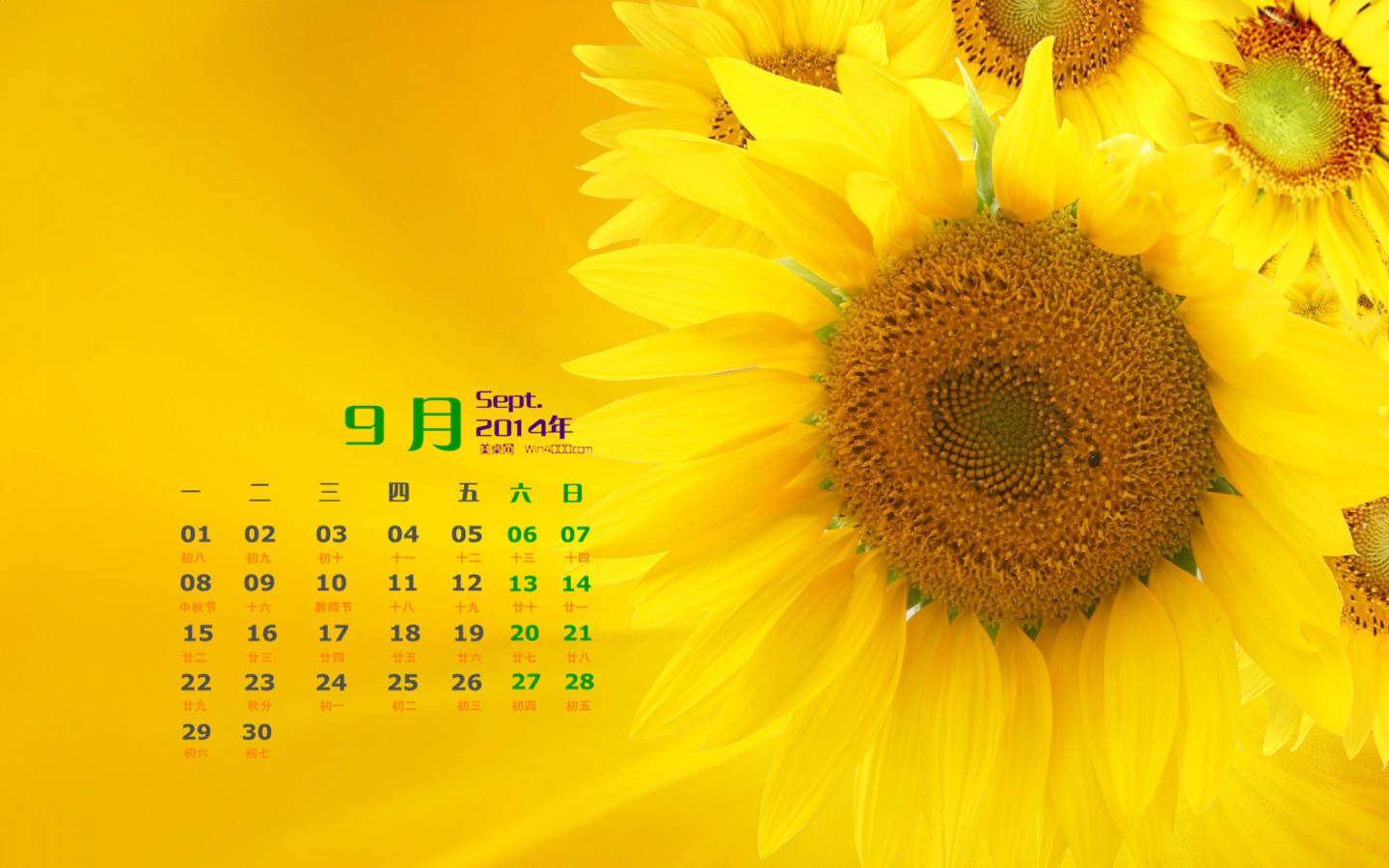 2014年9月日历壁纸秋天太阳下的美丽向日葵图片合集(二)图片