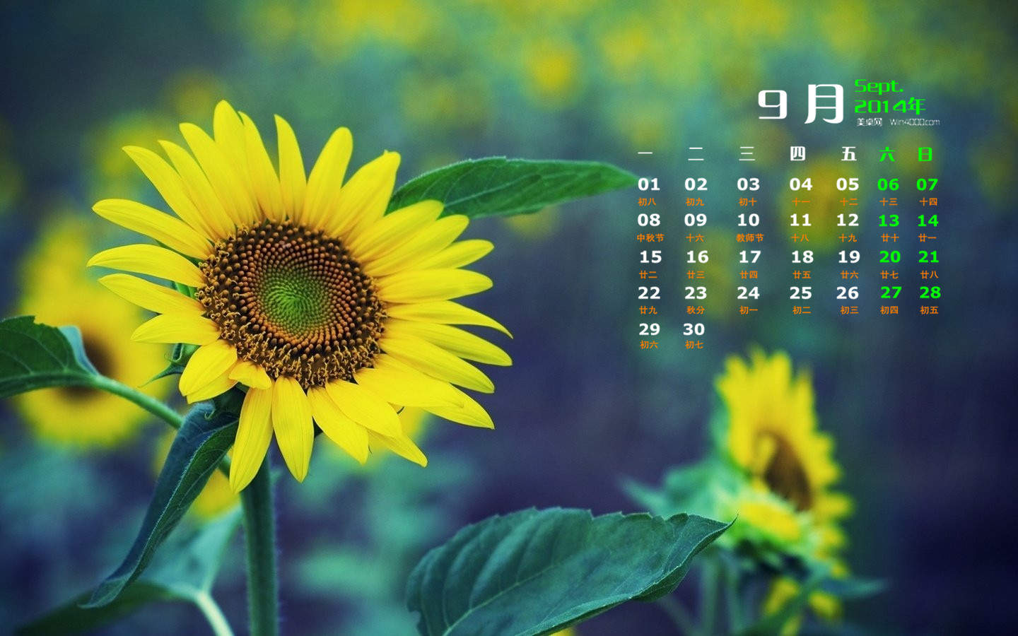 2014年9月日历壁纸秋天太阳下的美丽向日葵图片合集(二)图片
