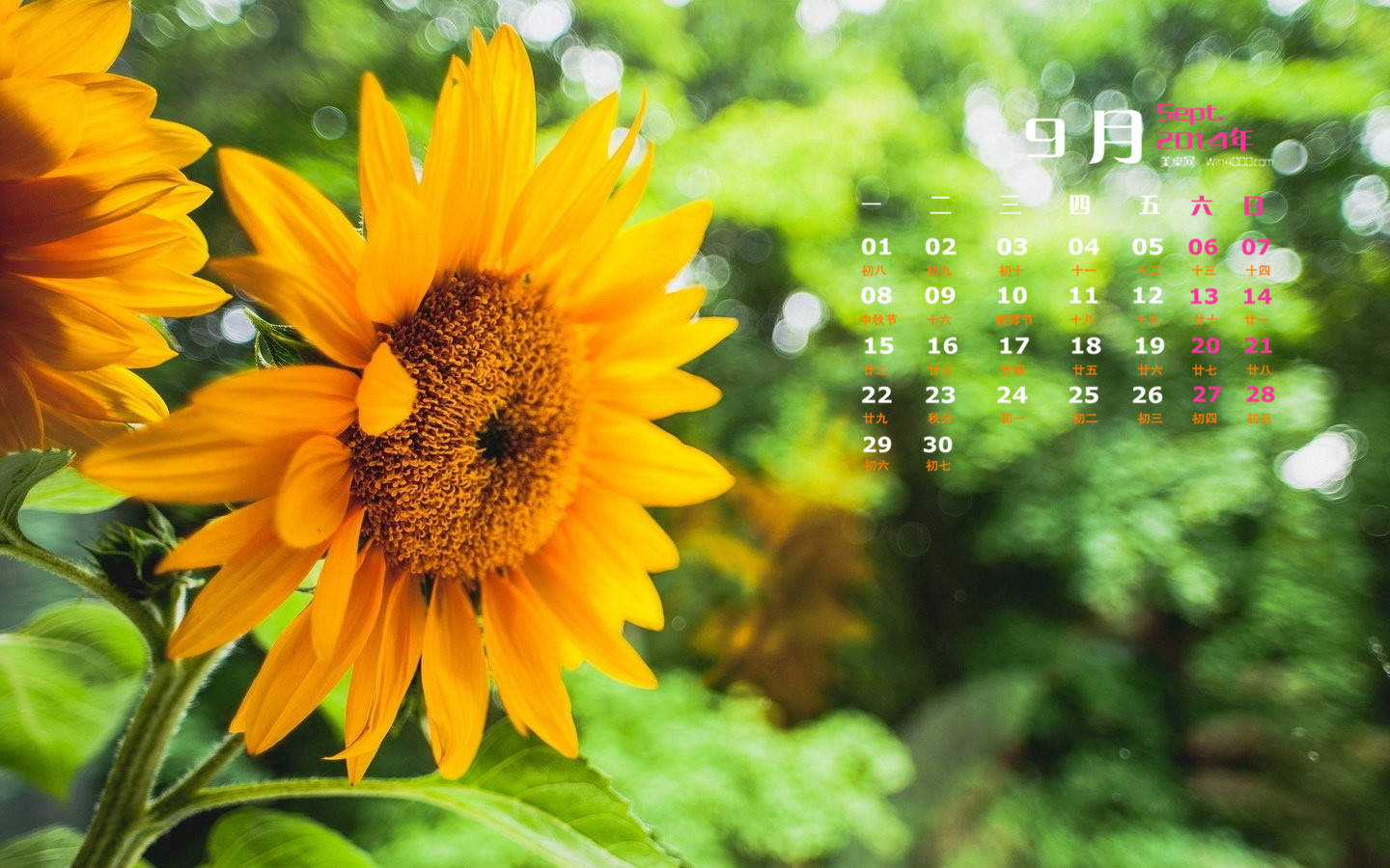 2014年9月日历壁纸秋天太阳下的美丽向日葵图片合集(二)图片