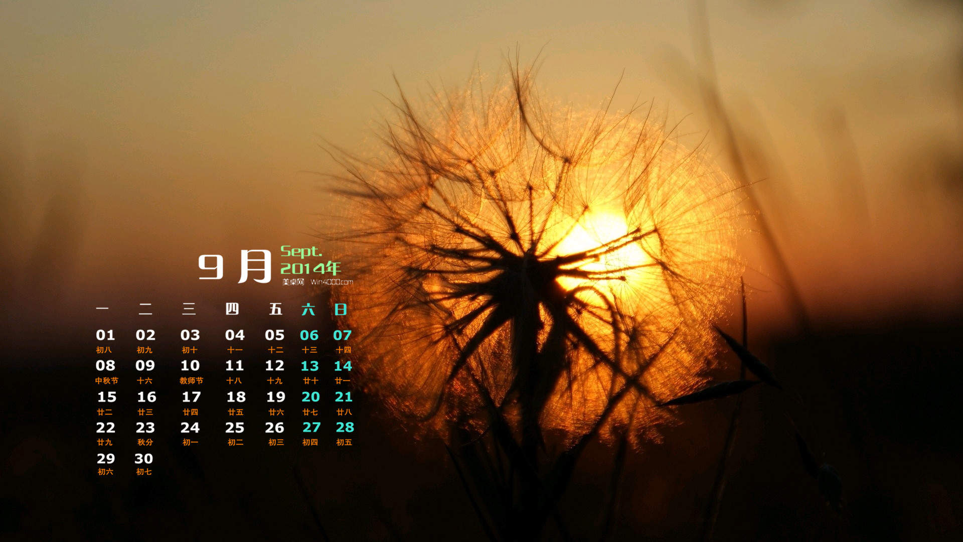 2015年1月日历壁纸随风飞扬的蒲公英特写高清图片合集第一辑图片