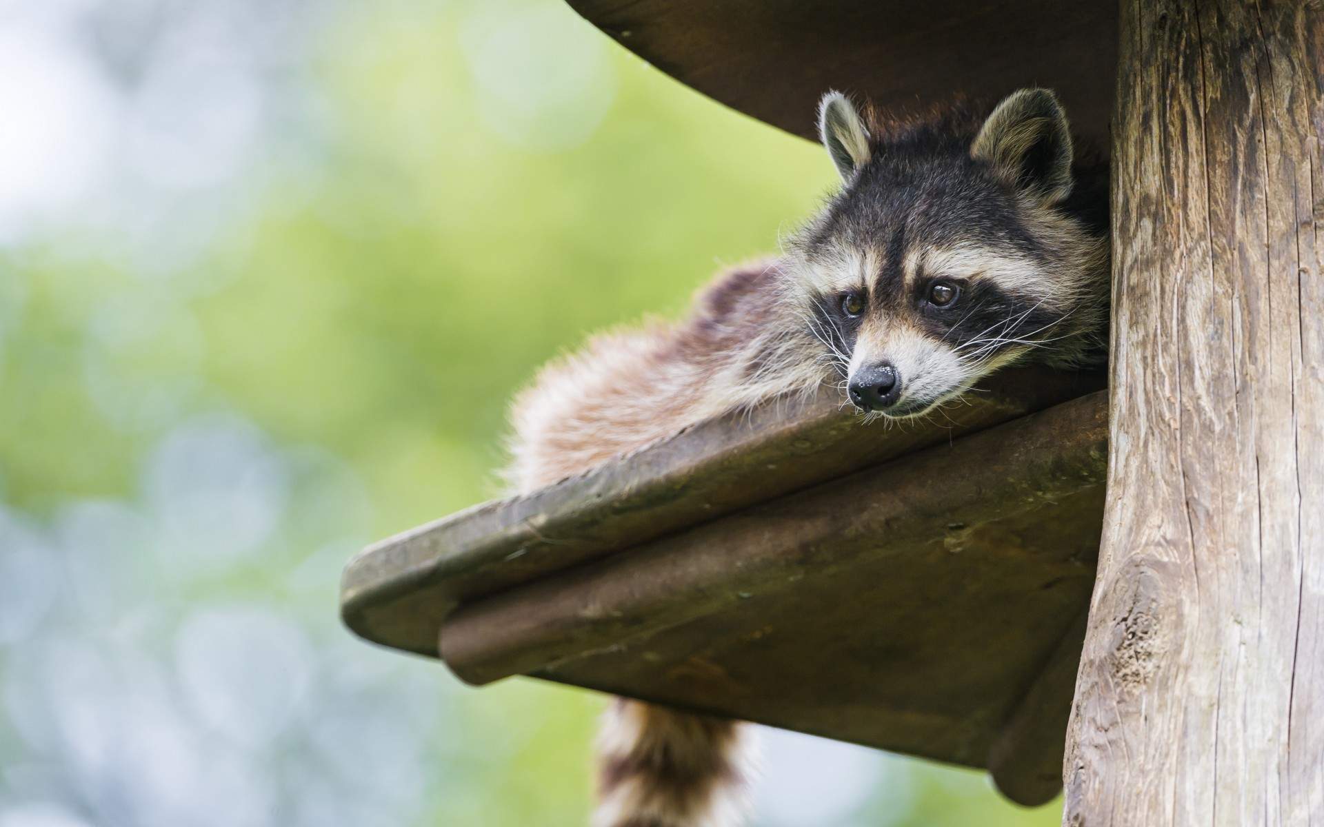 国家二级保护动物鹈鹕高清桌面壁纸第二辑图片