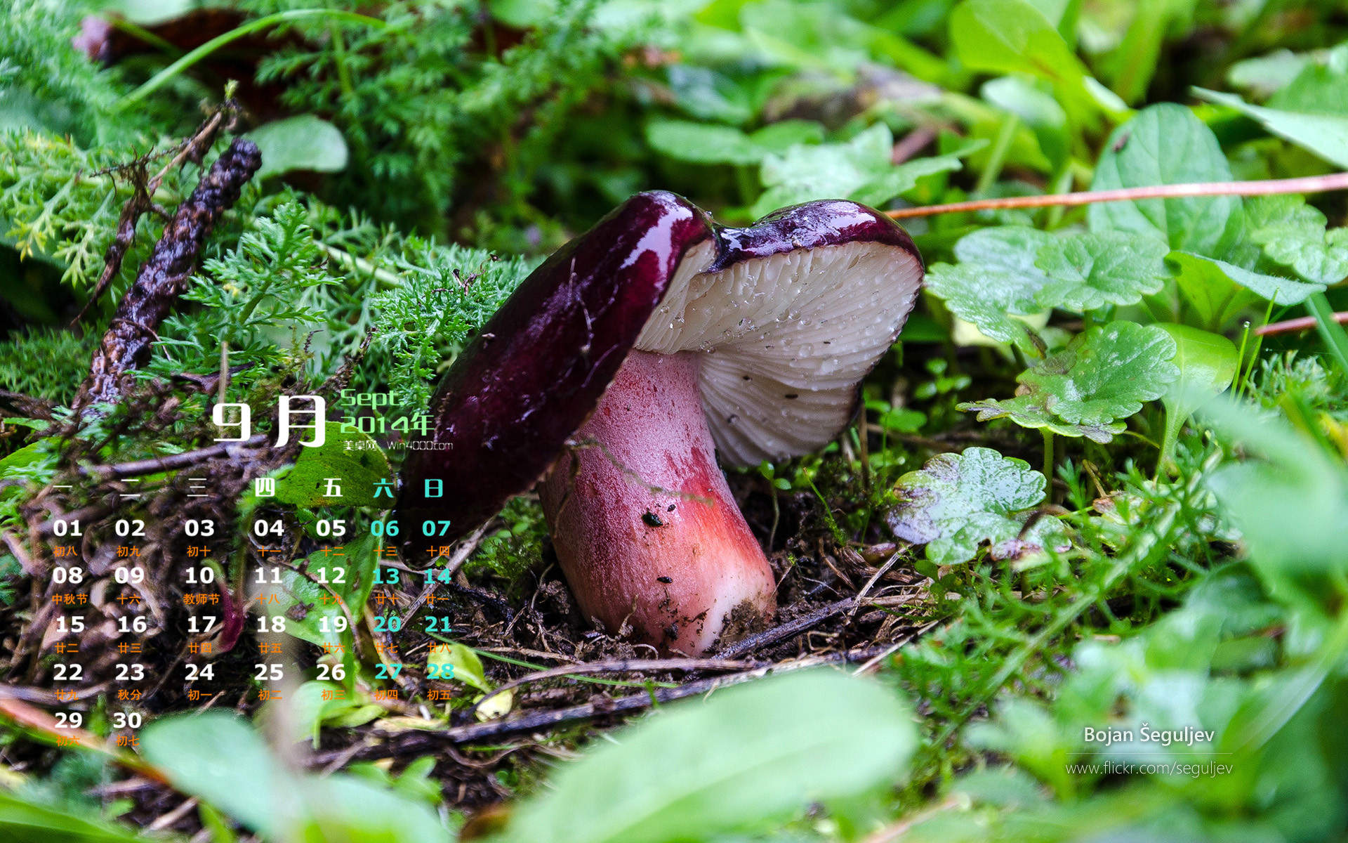 2014年9月日历森林一角小蘑菇win7宽屏电脑桌面主题壁纸图片