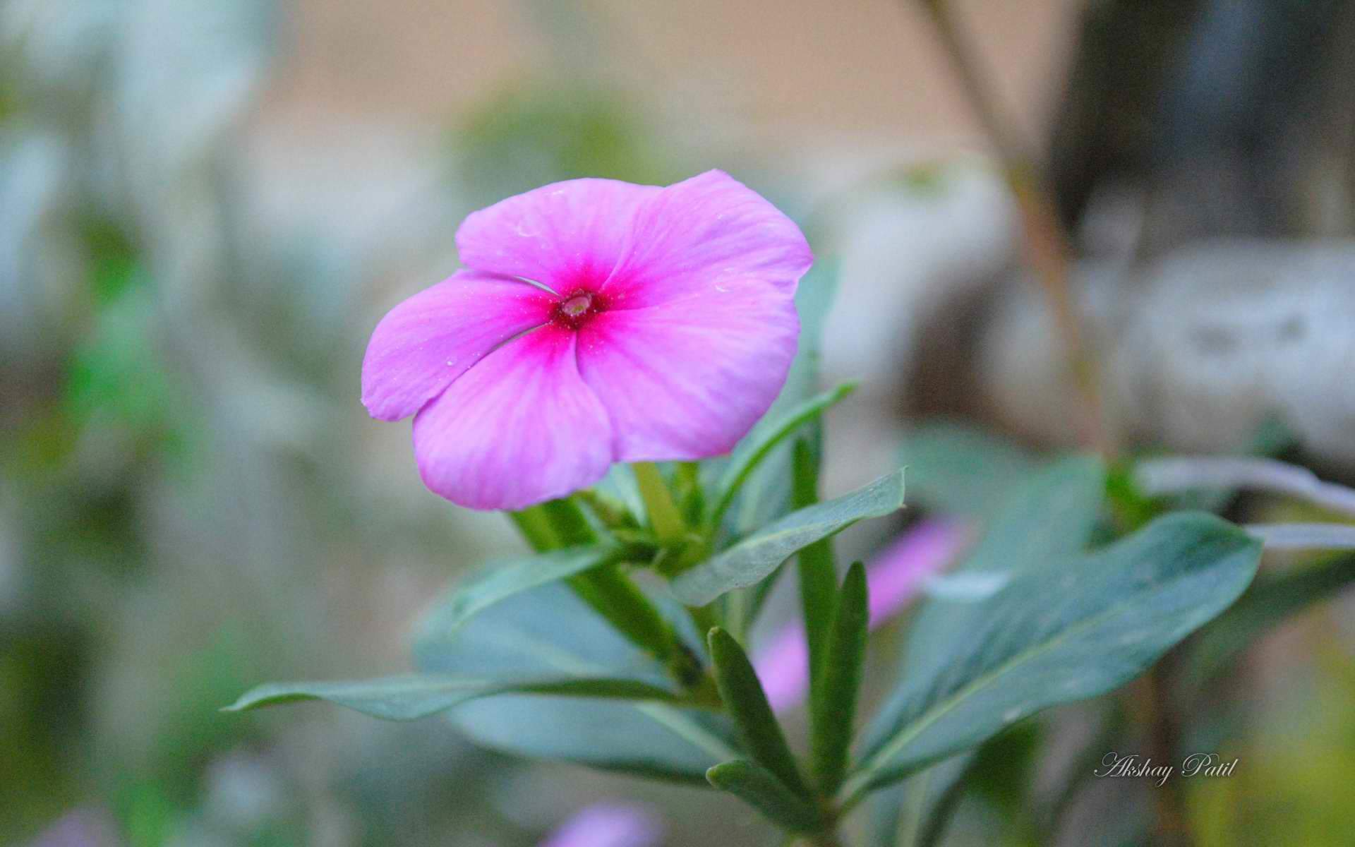 薇尔莉紫罗兰永恒花园动漫手机壁纸图片